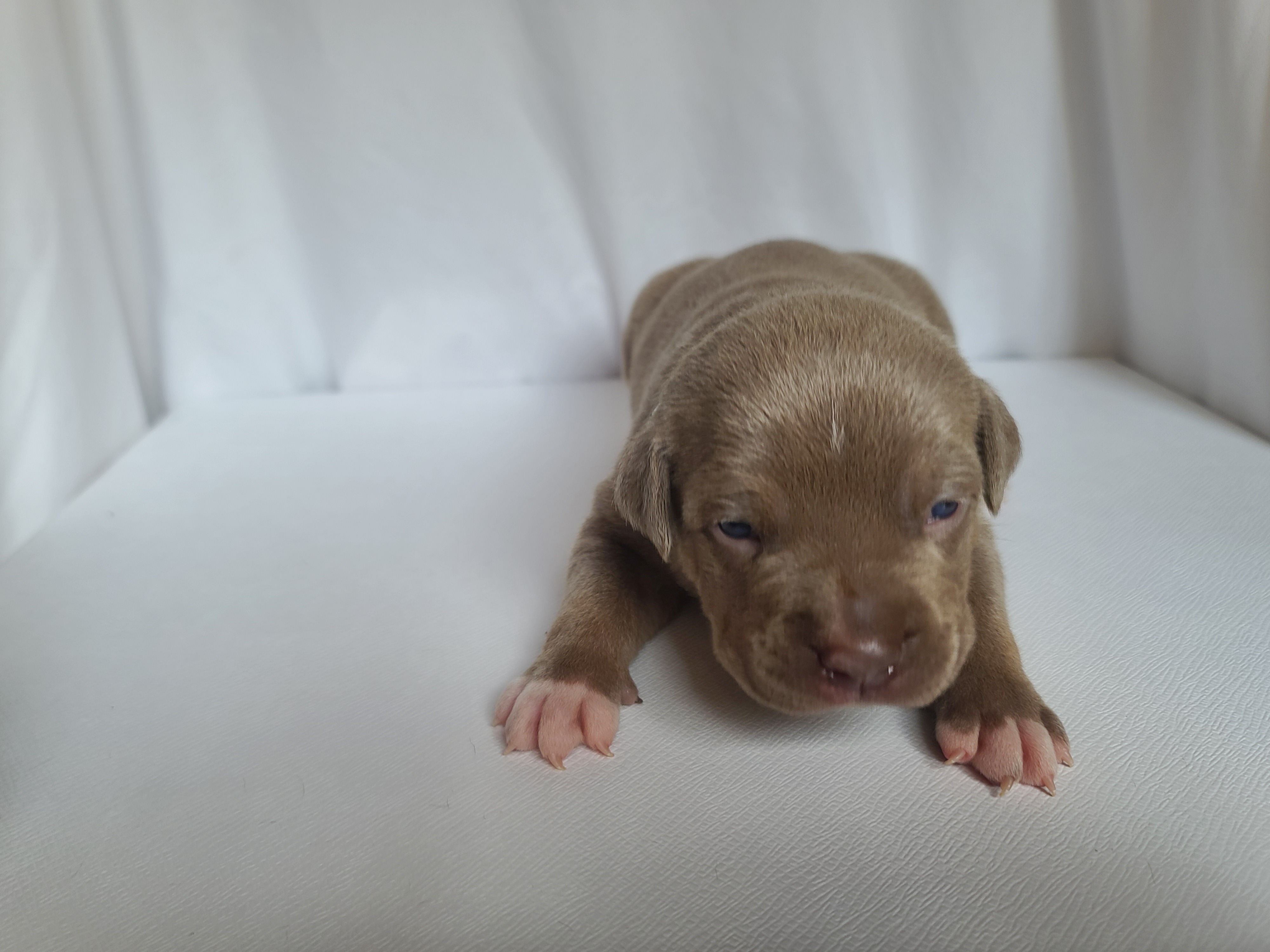 Ms. Bomber - A Female American XL Bully Puppy