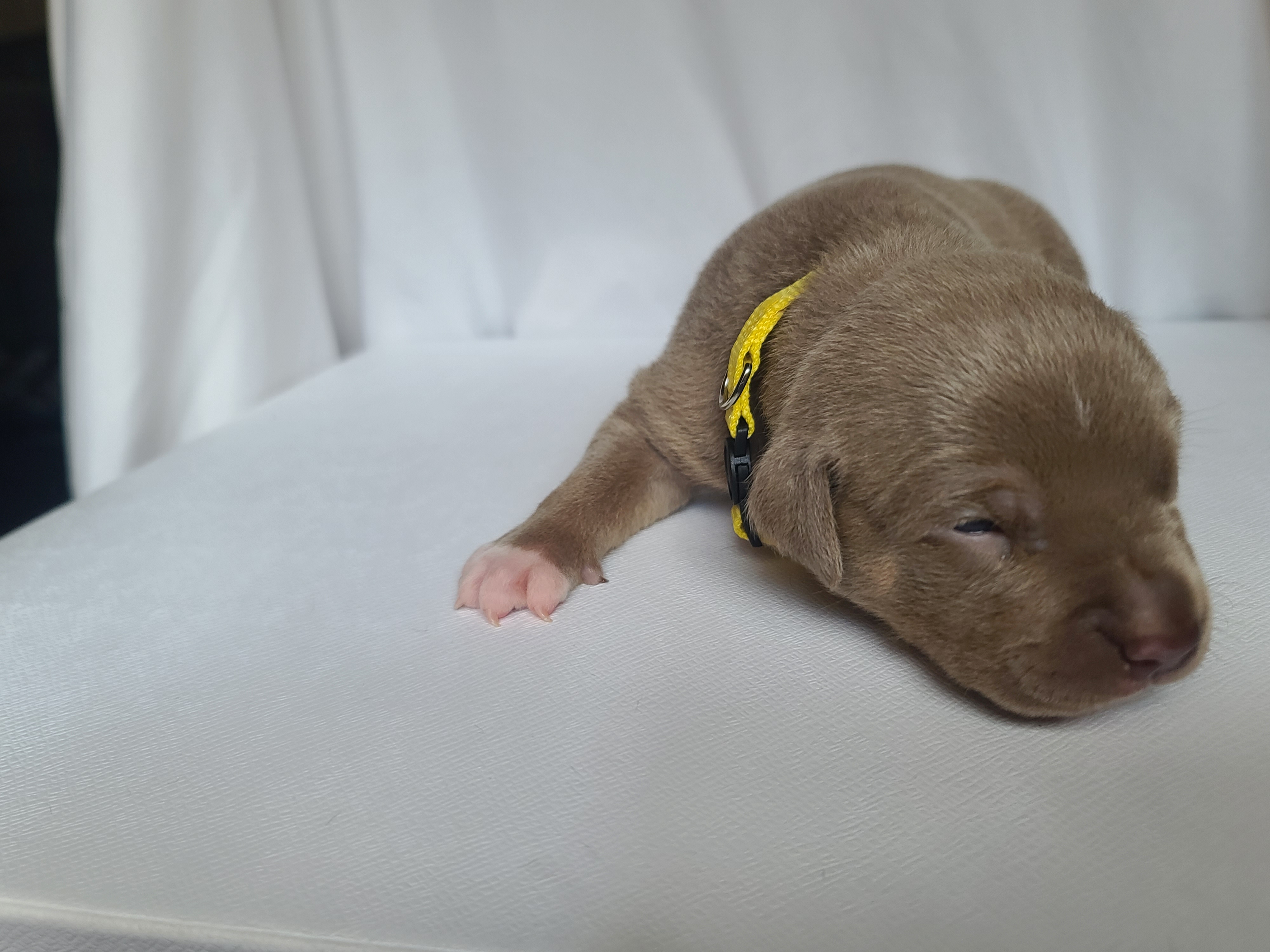 Ms. Bomber - A Female American XL Bully Puppy