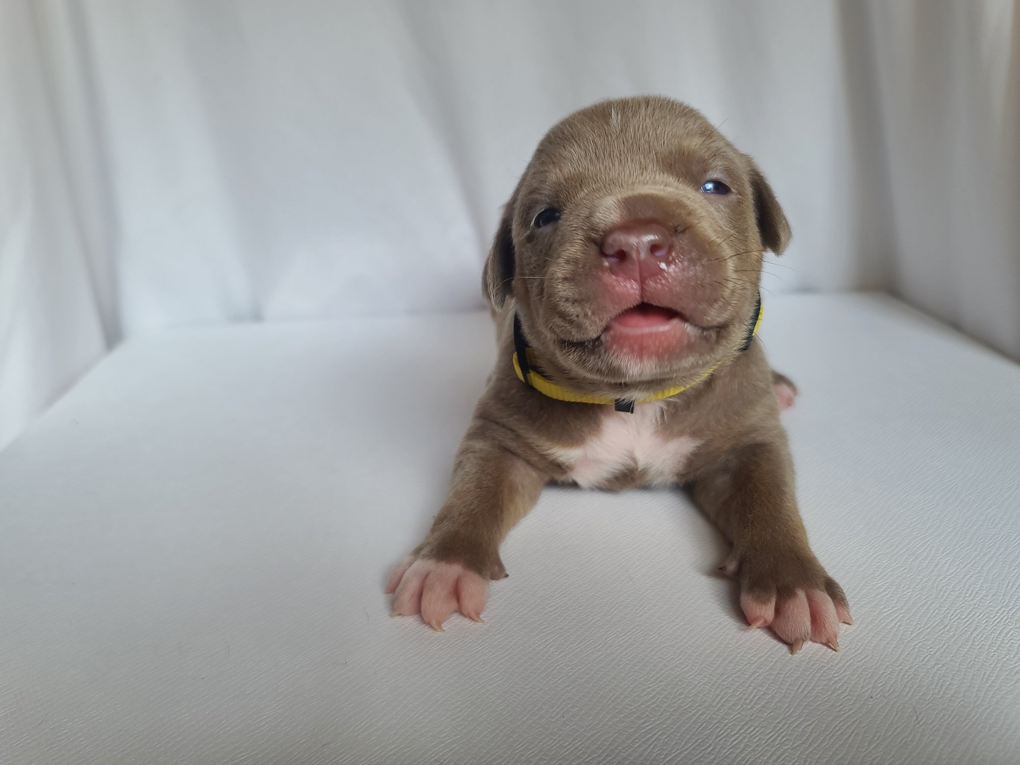 Ms. Bomber - A Female American XL Bully Puppy