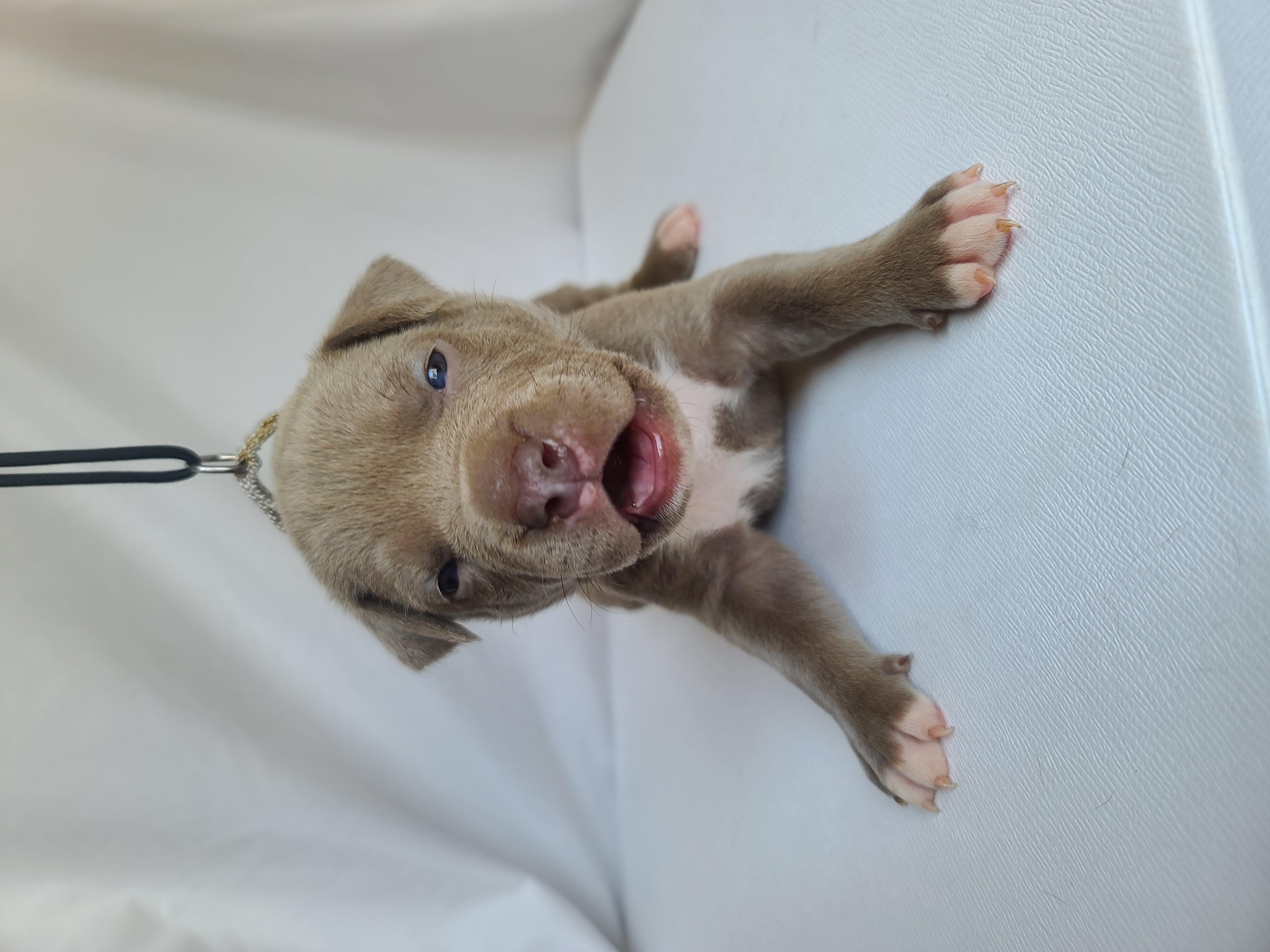 Ms. Speary - A Female American XL Bully Puppy