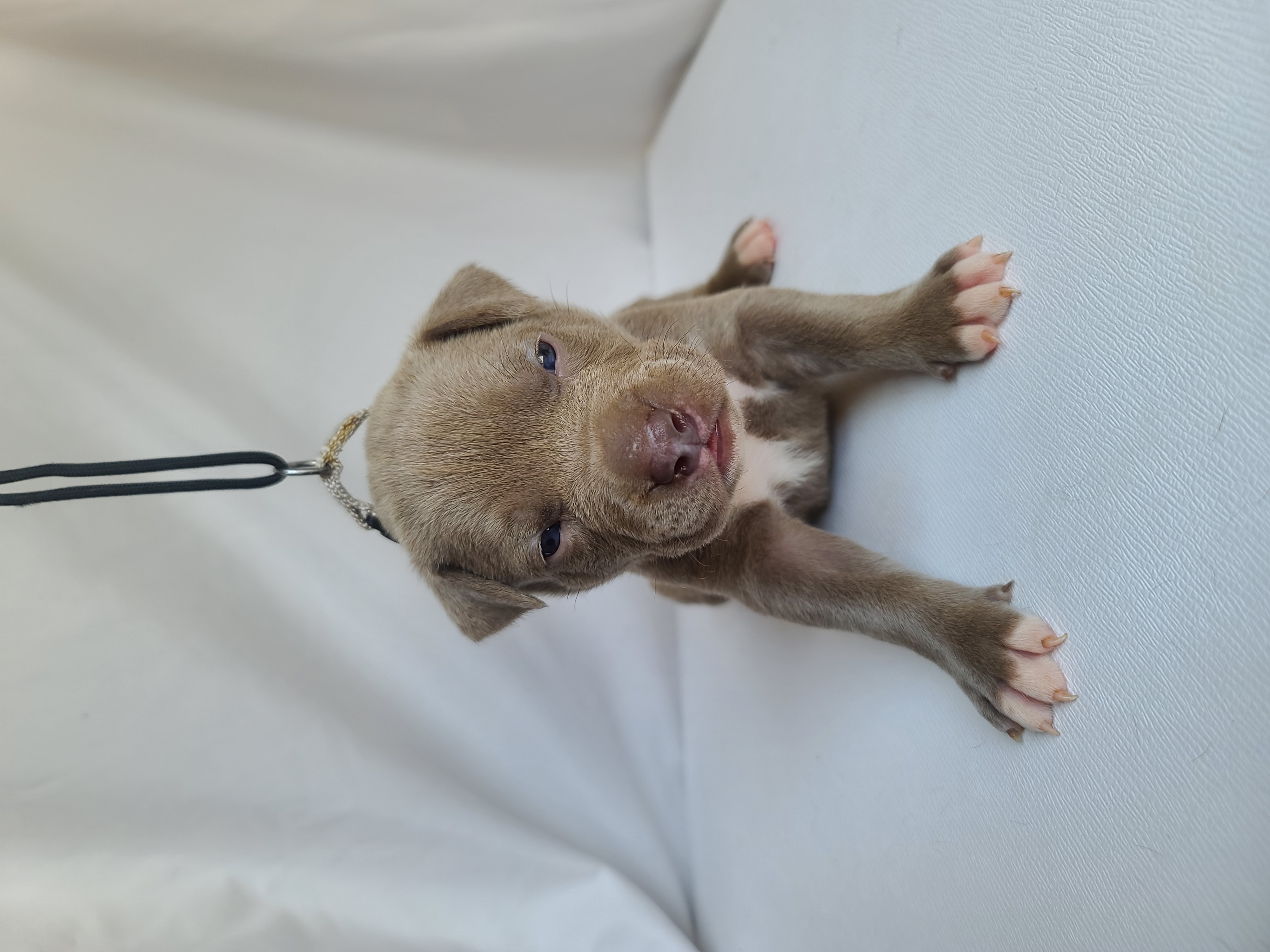 Ms. Speary - A Female American XL Bully Puppy