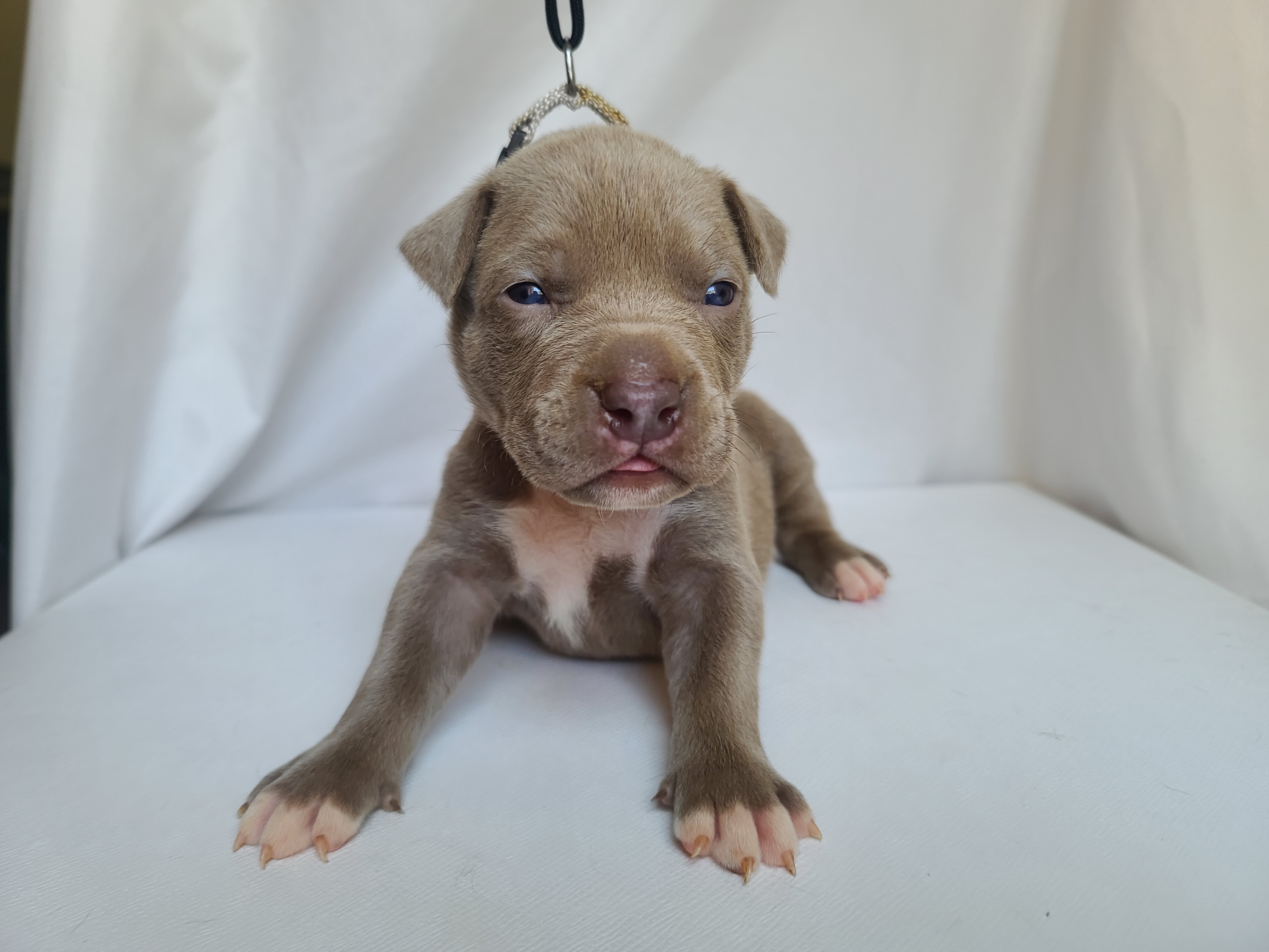 Ms. Speary - A Female American XL Bully Puppy