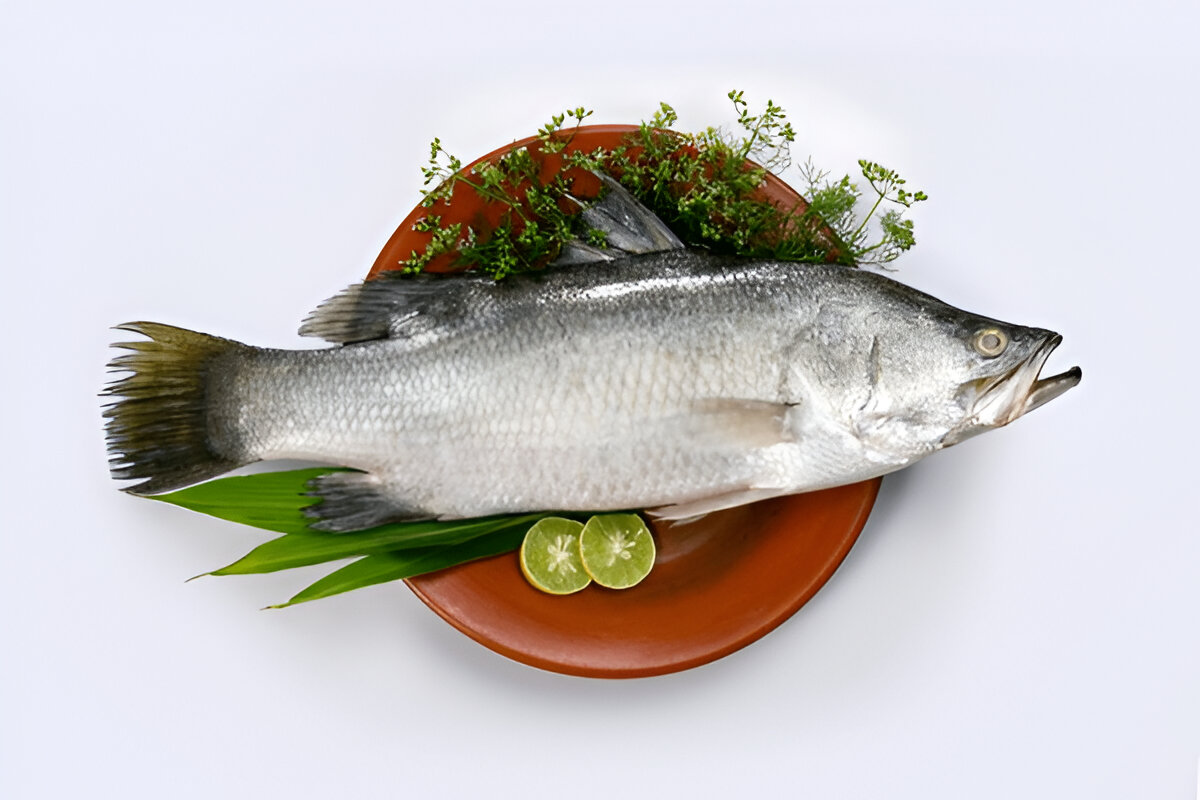 Asian Seabass | കായൽ കാളാഞ്ചി