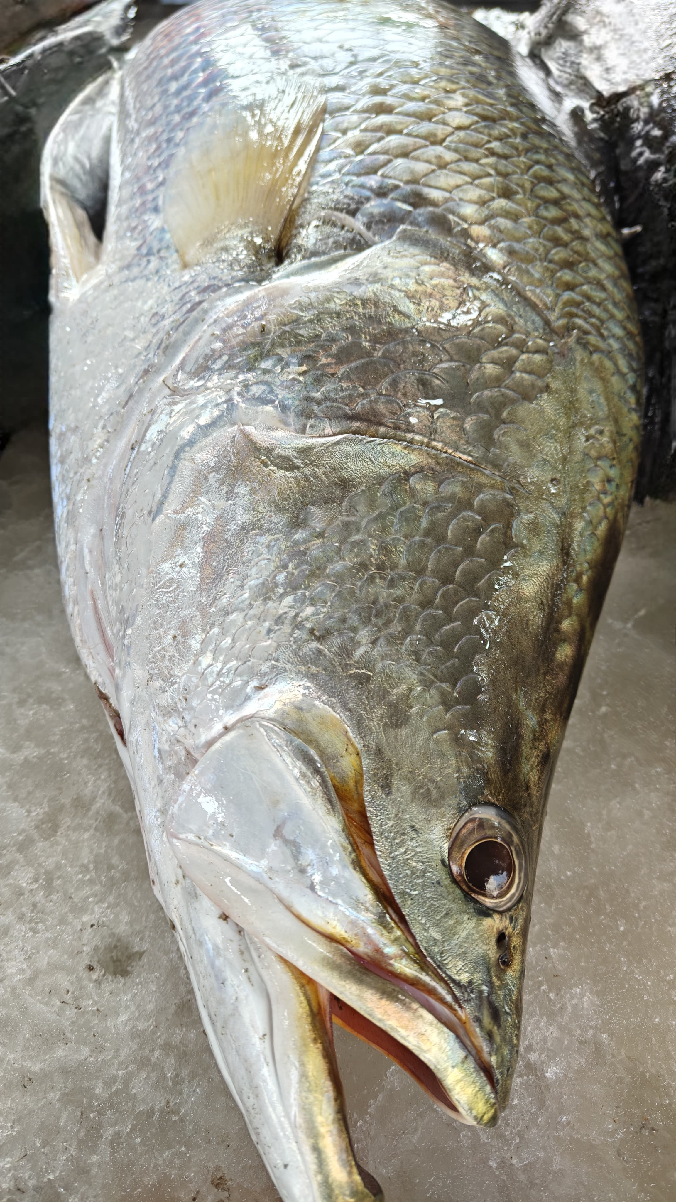 Asian Seabass | കായൽ കാളാഞ്ചി