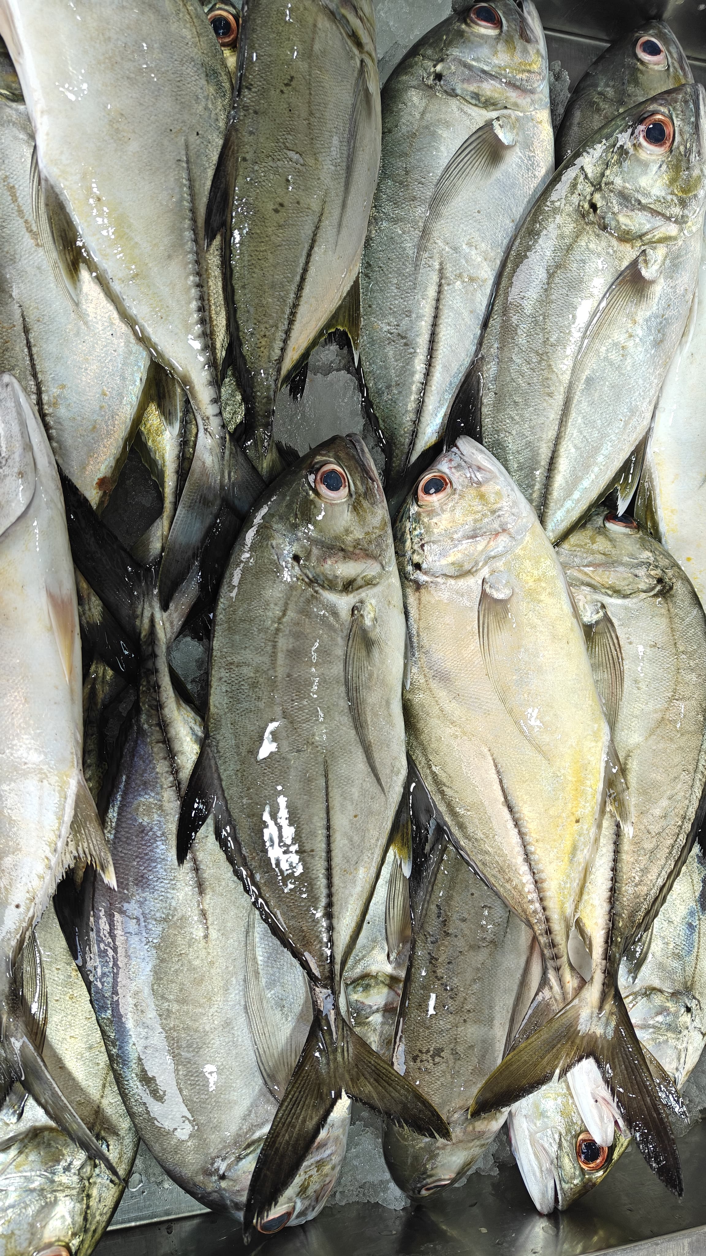 Malabar Trevally | വറ്റ | Vatta