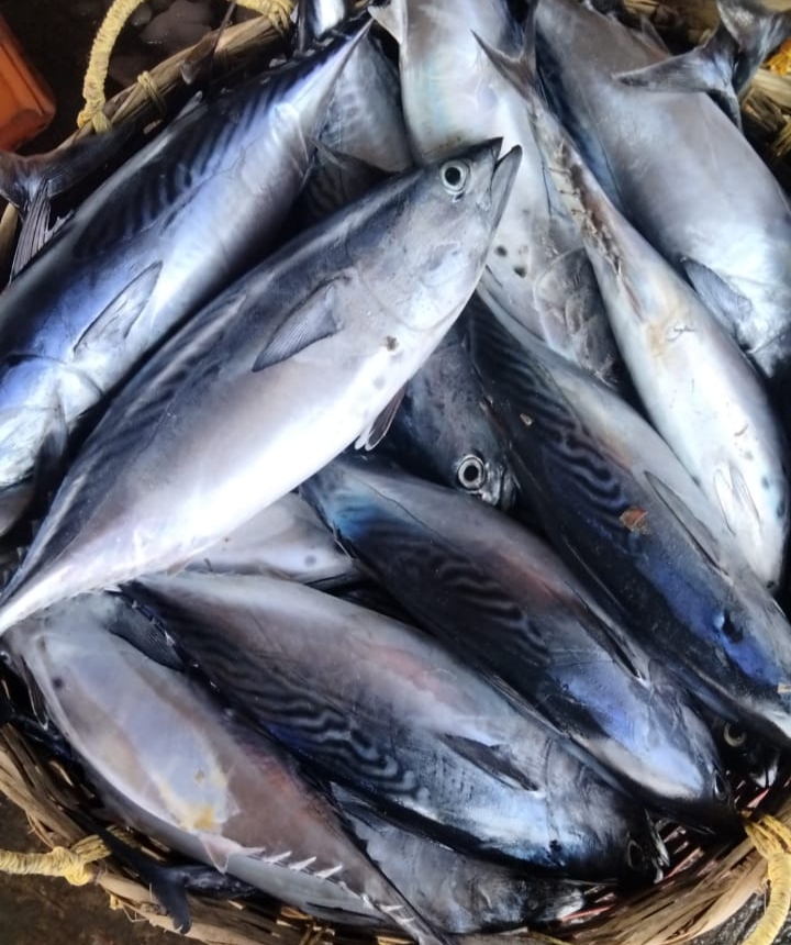 Tuna | ചൂര | Choora