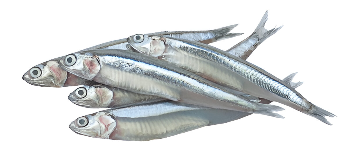 Anchovy | കൊഴുവ | Kozhuva