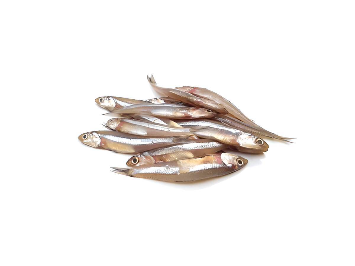Anchovy | കൊഴുവ | Kozhuva