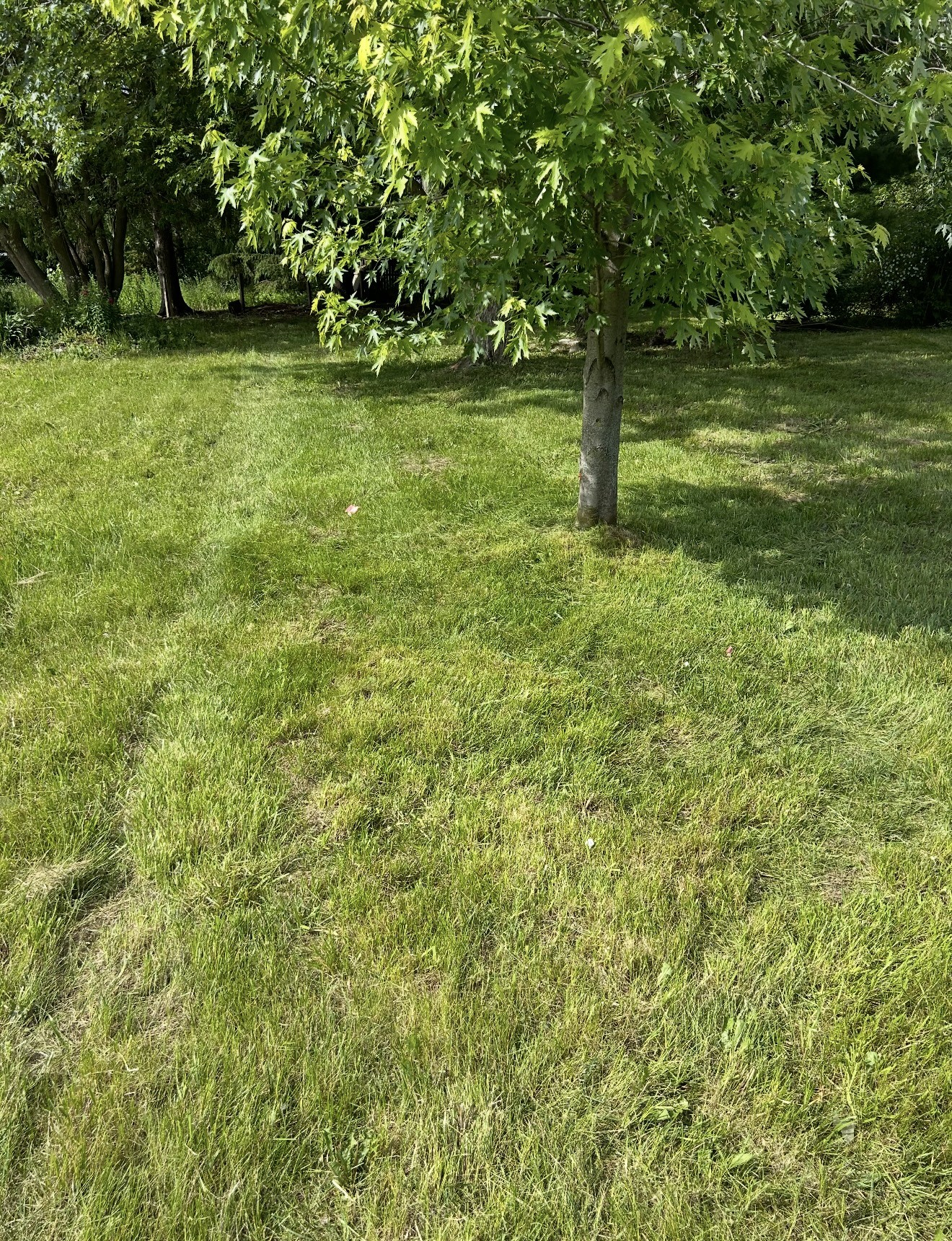 Burton - MI E Maple Ave