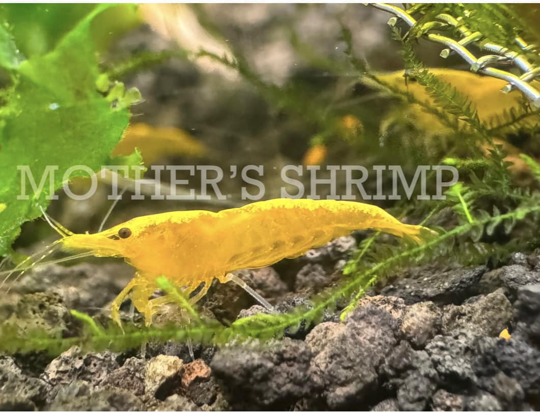 Yellow Goldenback Neocaridina