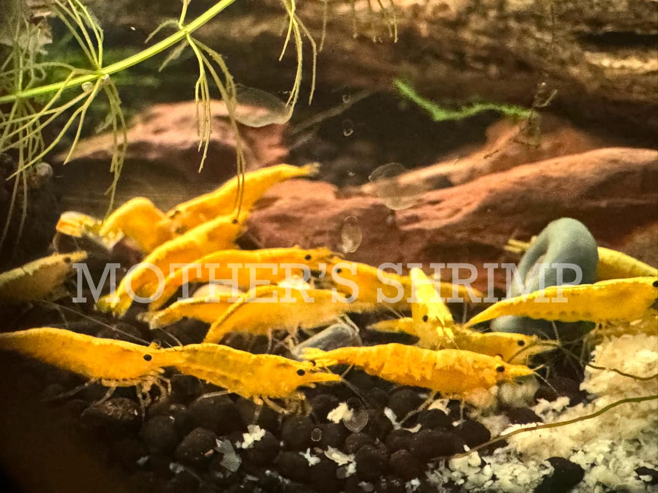 Yellow Goldenback Neocaridina 