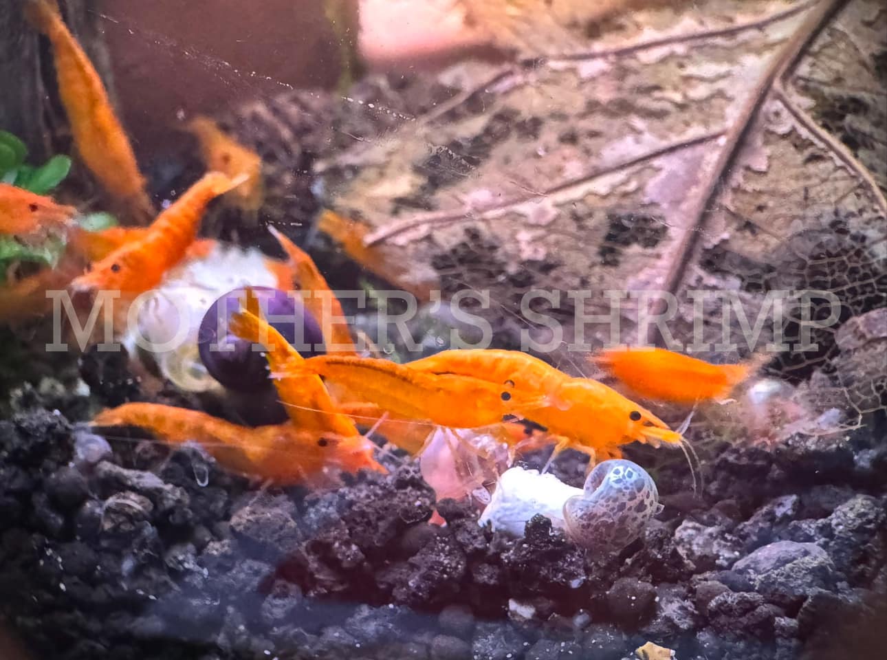 Orange Sunkist Neocaridina