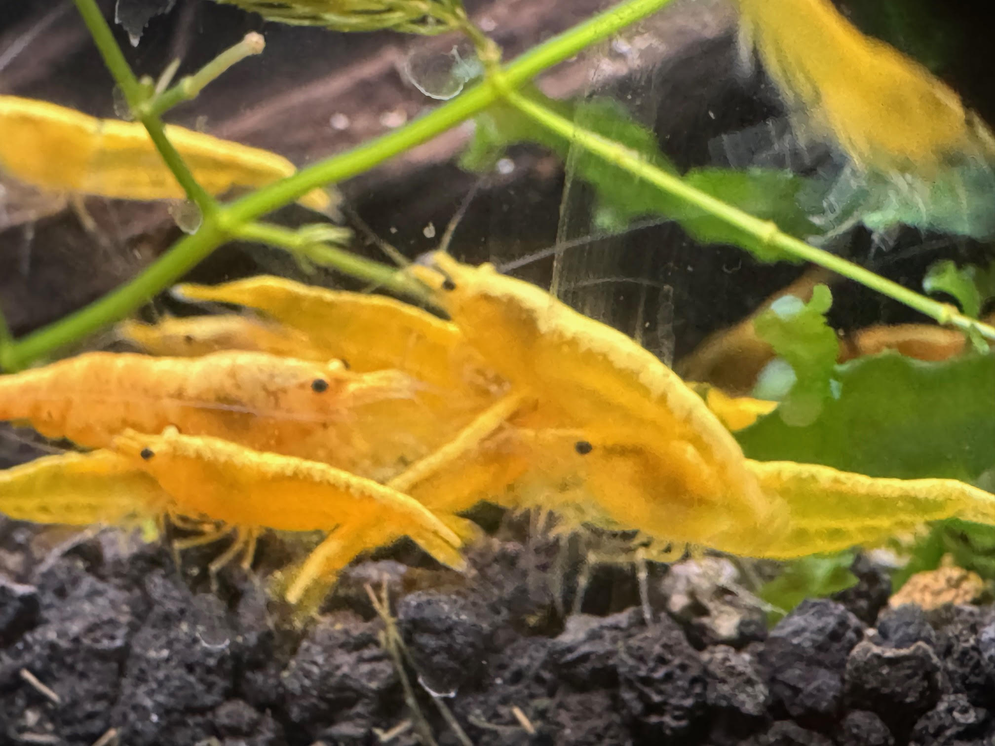 Yellow Goldenback Neocaridina 