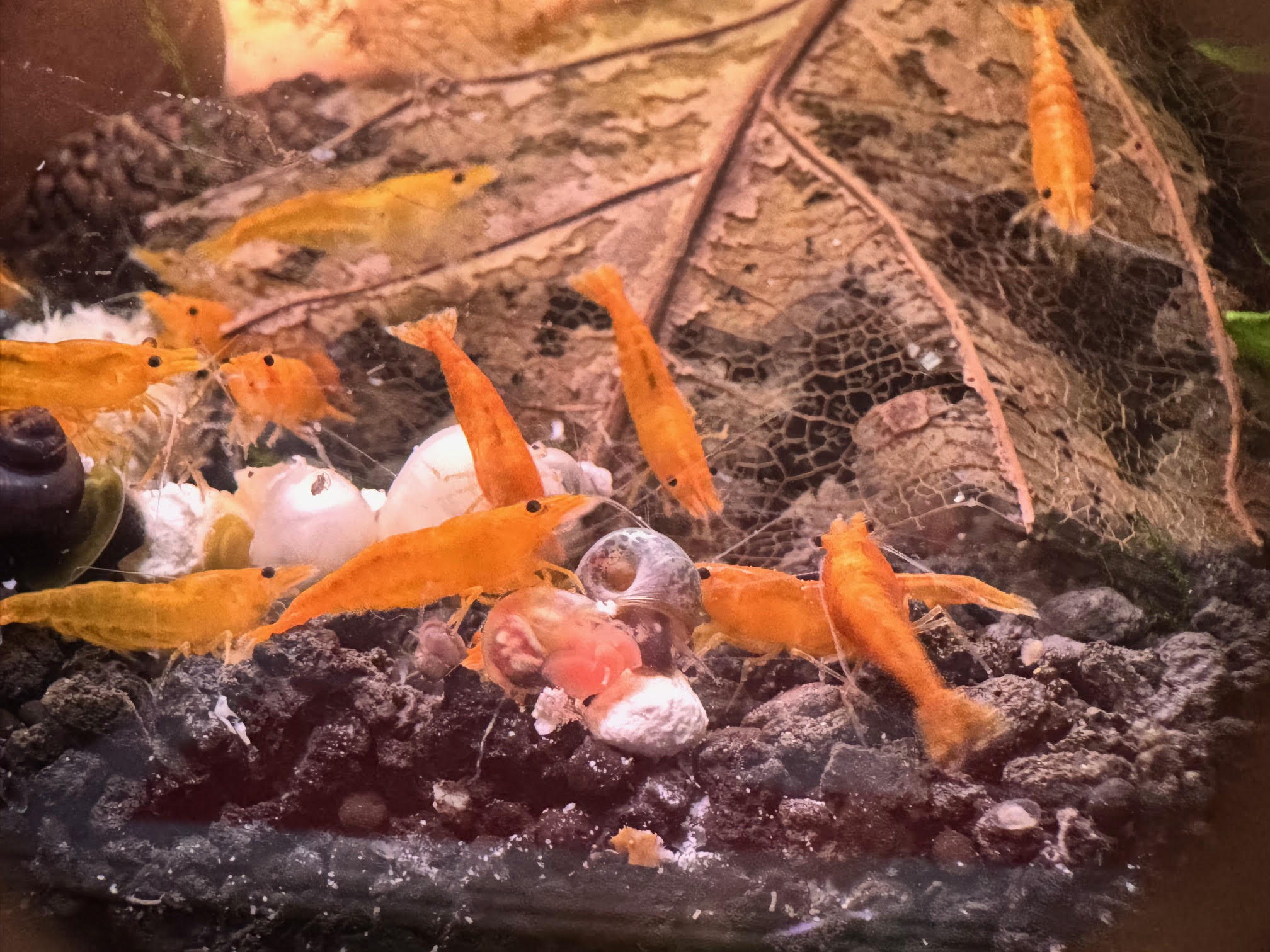 Orange Sunkist Neocaridina