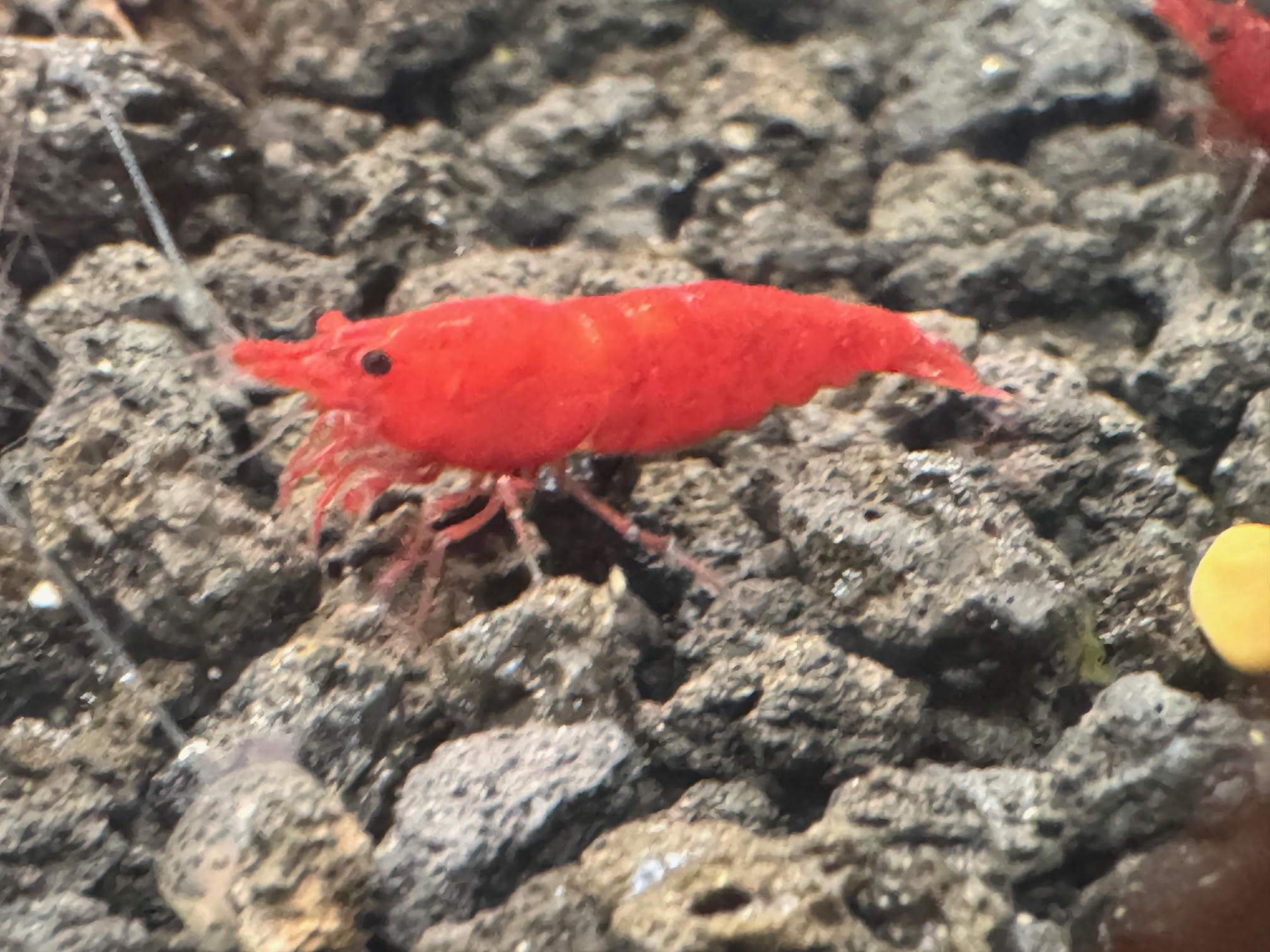 Fire Red Neocaridina Shrimp