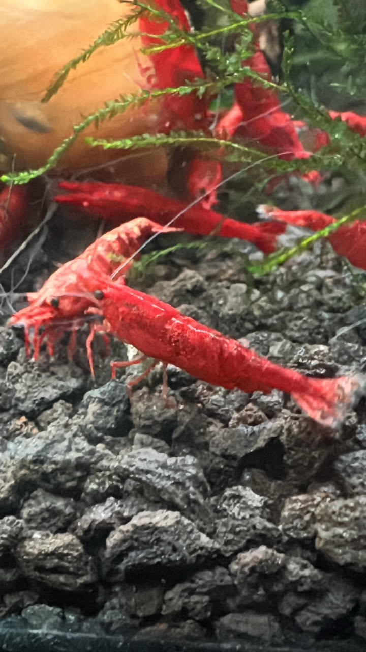 Fire Red Neocaridina Shrimp 