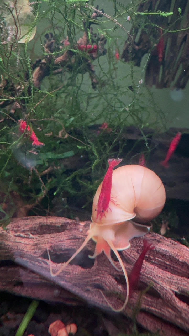Fire Red Neocaridina Shrimp 