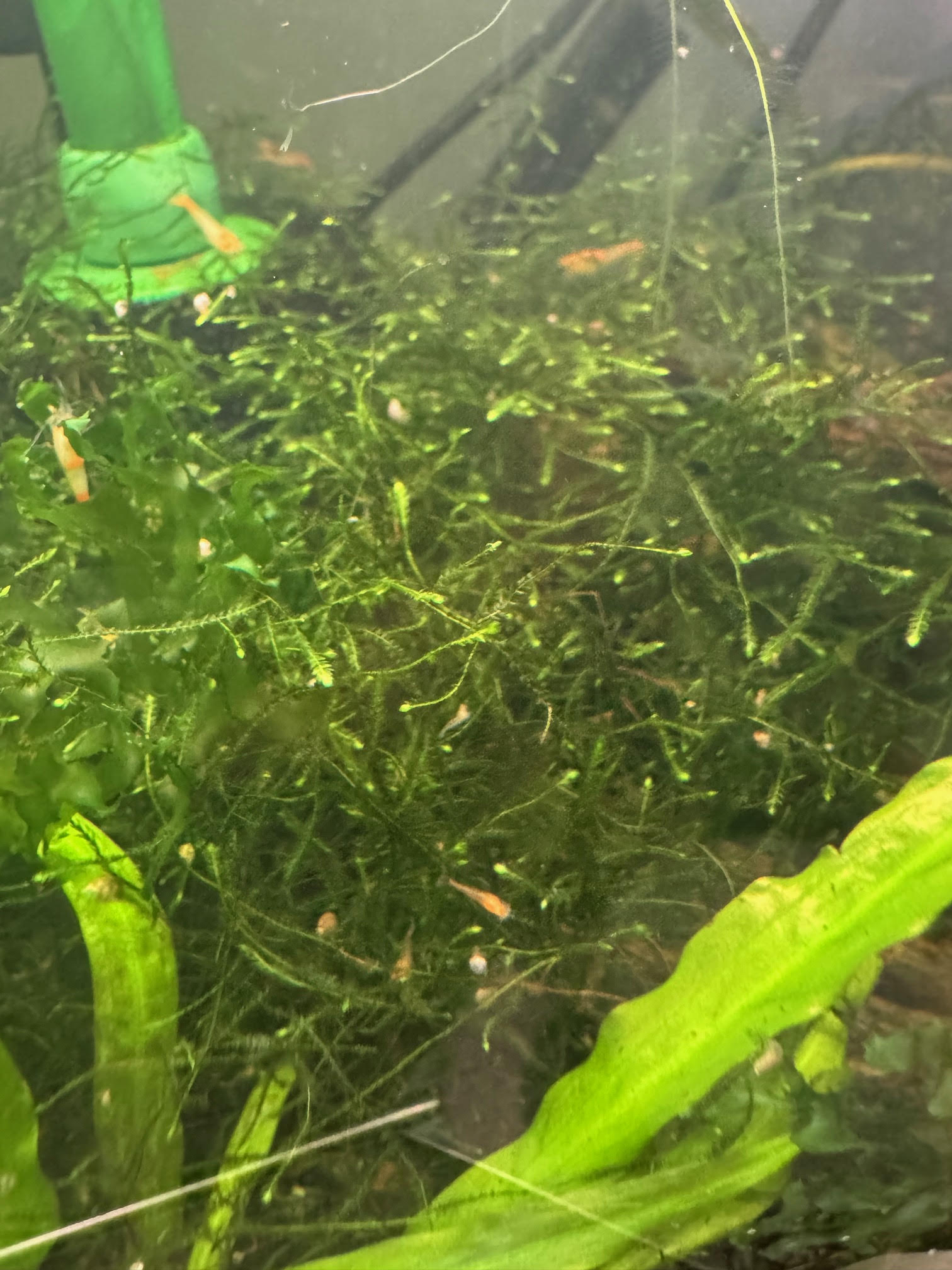 Java Moss