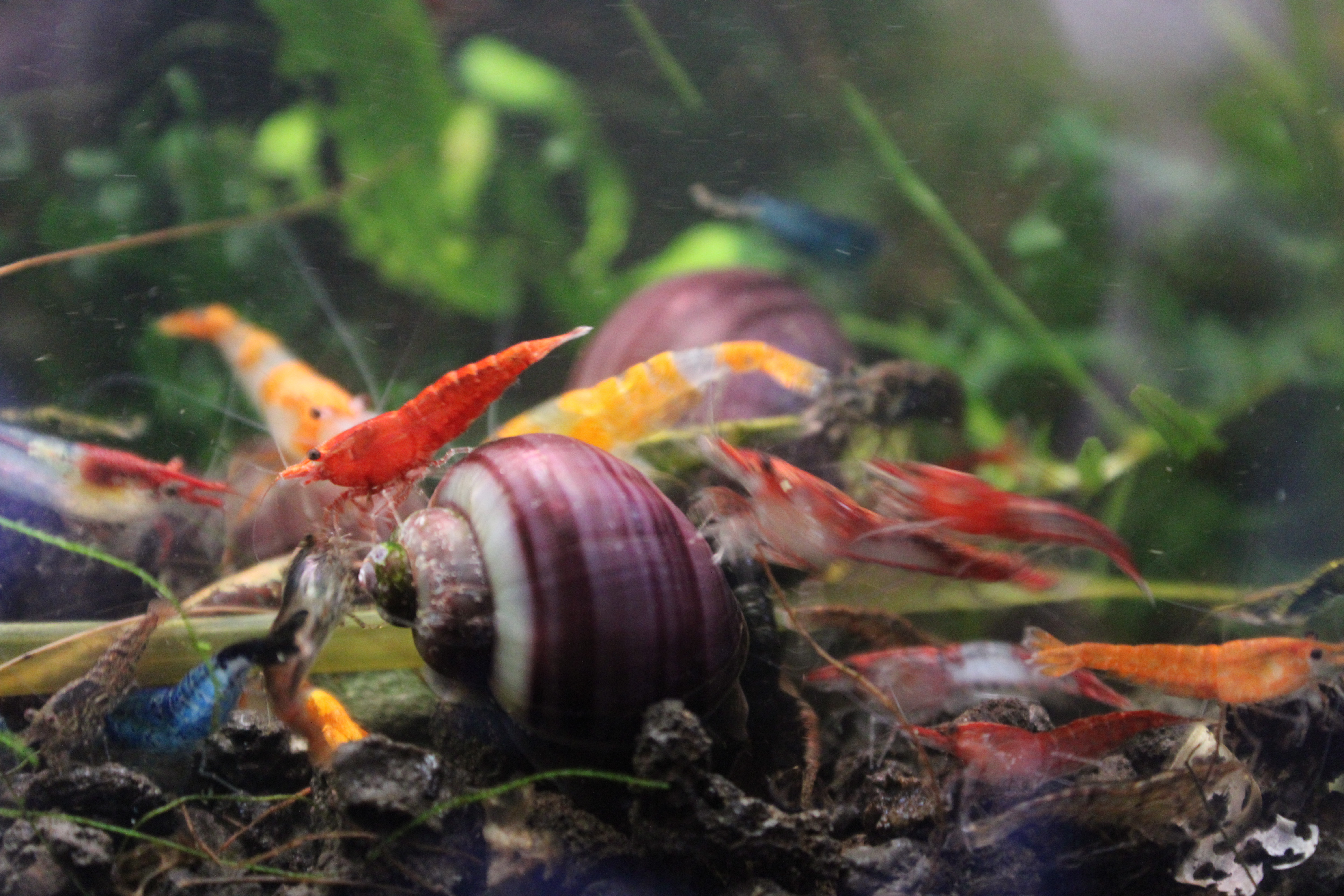 Mixed Neocaridina Shrimp