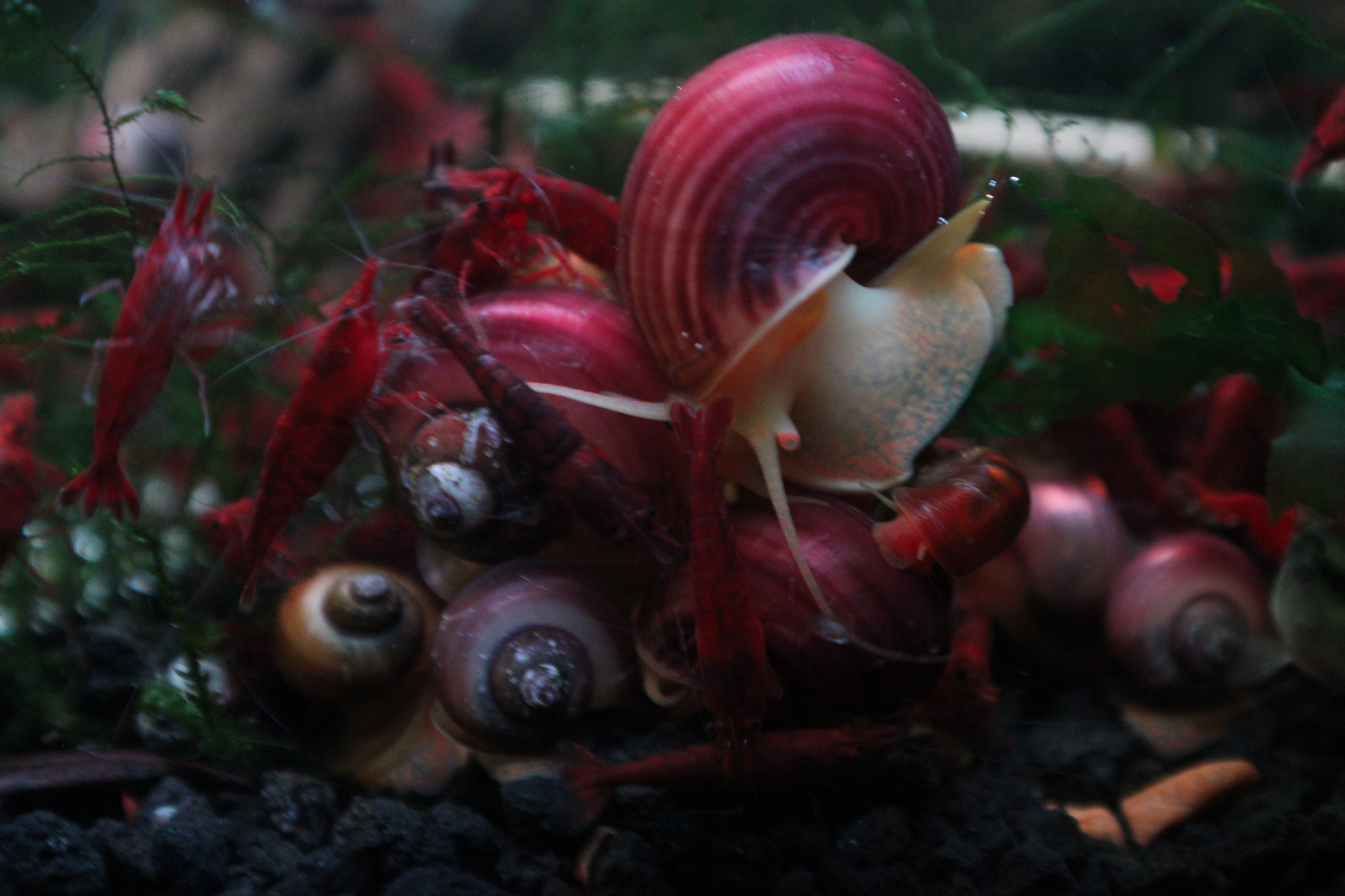 Magenta Mystery Snail