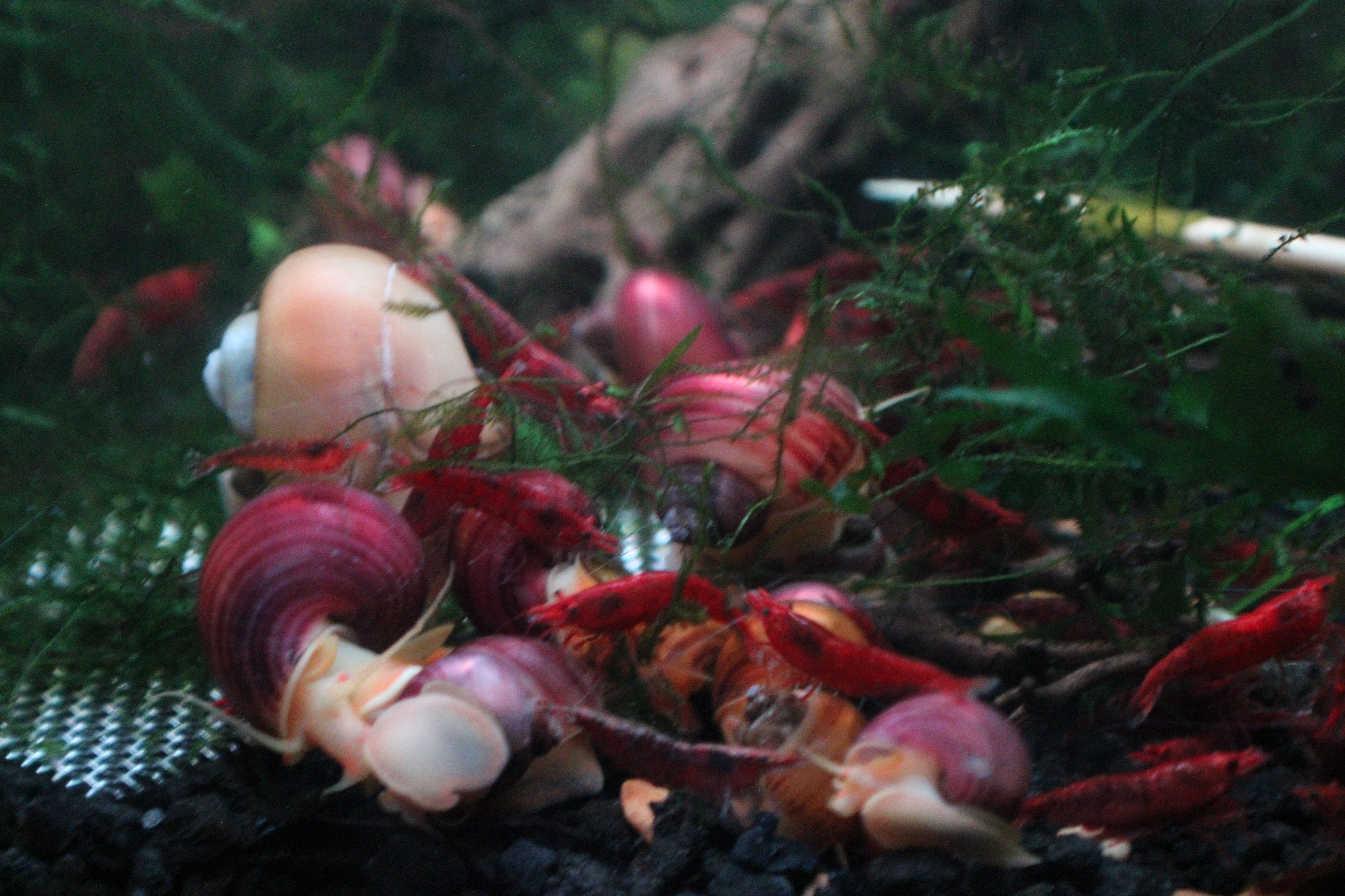 Magenta Mystery Snail