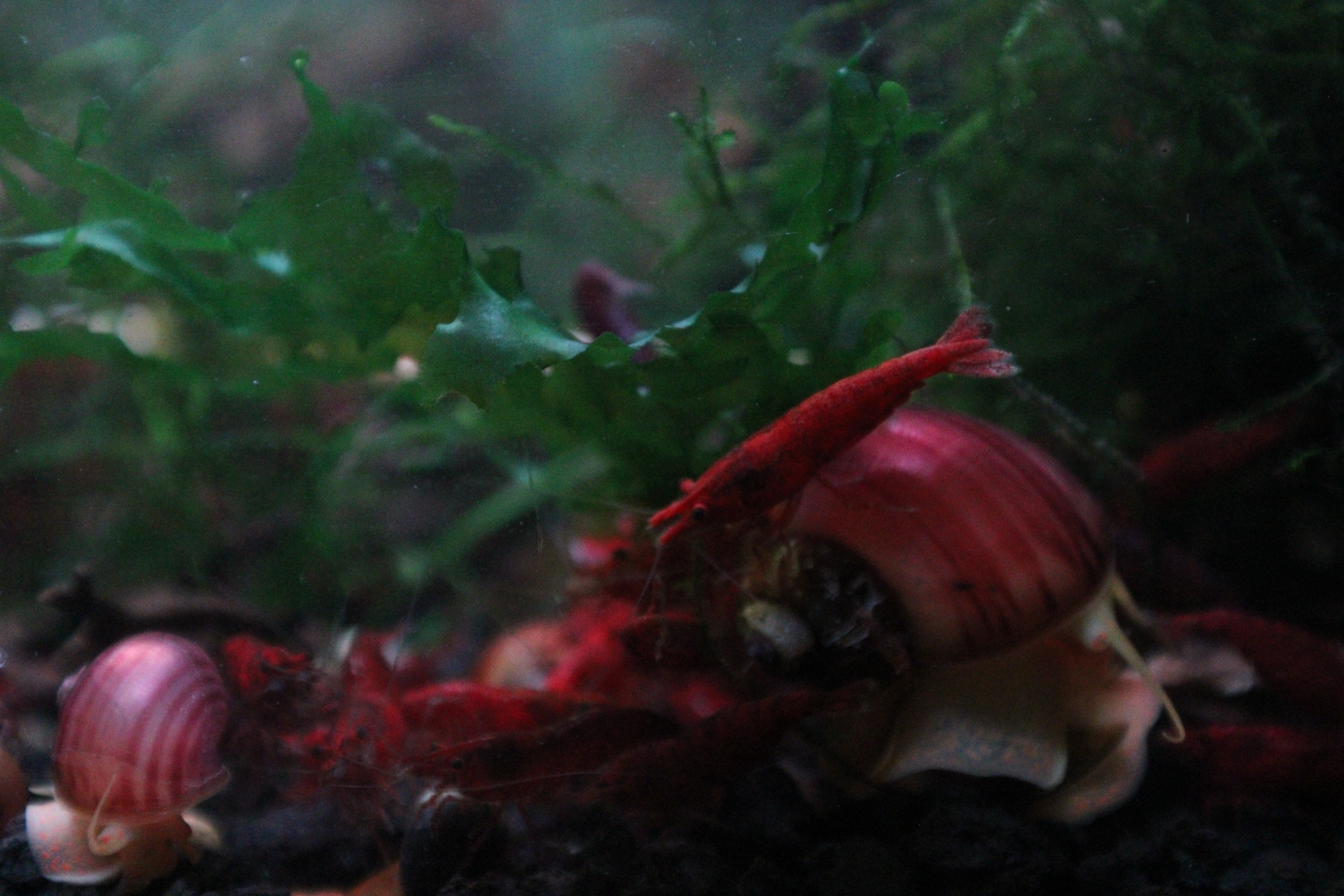 Magenta Mystery Snail