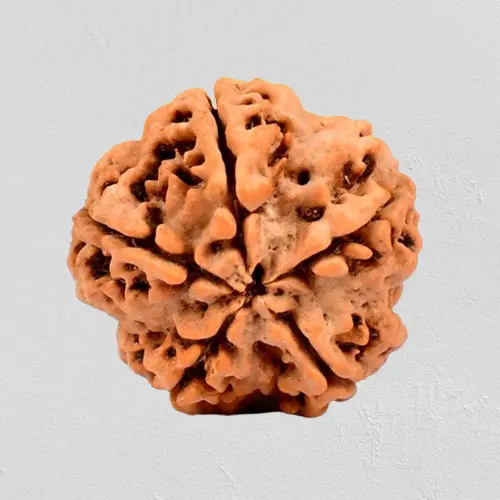 Sacred Five Mukhi Rudraksha from Nepal with Thread  (Medium)