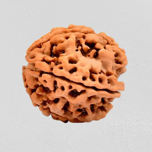 Sacred Five Mukhi Rudraksha from Nepal with Thread  (Medium)