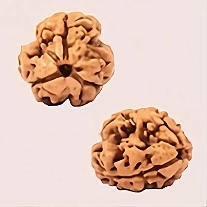3 Mukhi Nepal Rudraksha Beads-Large