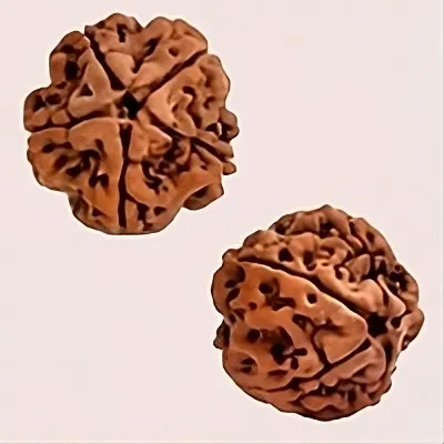 5 Mukhi Natural Nepal Rudraksha Beads (Large)