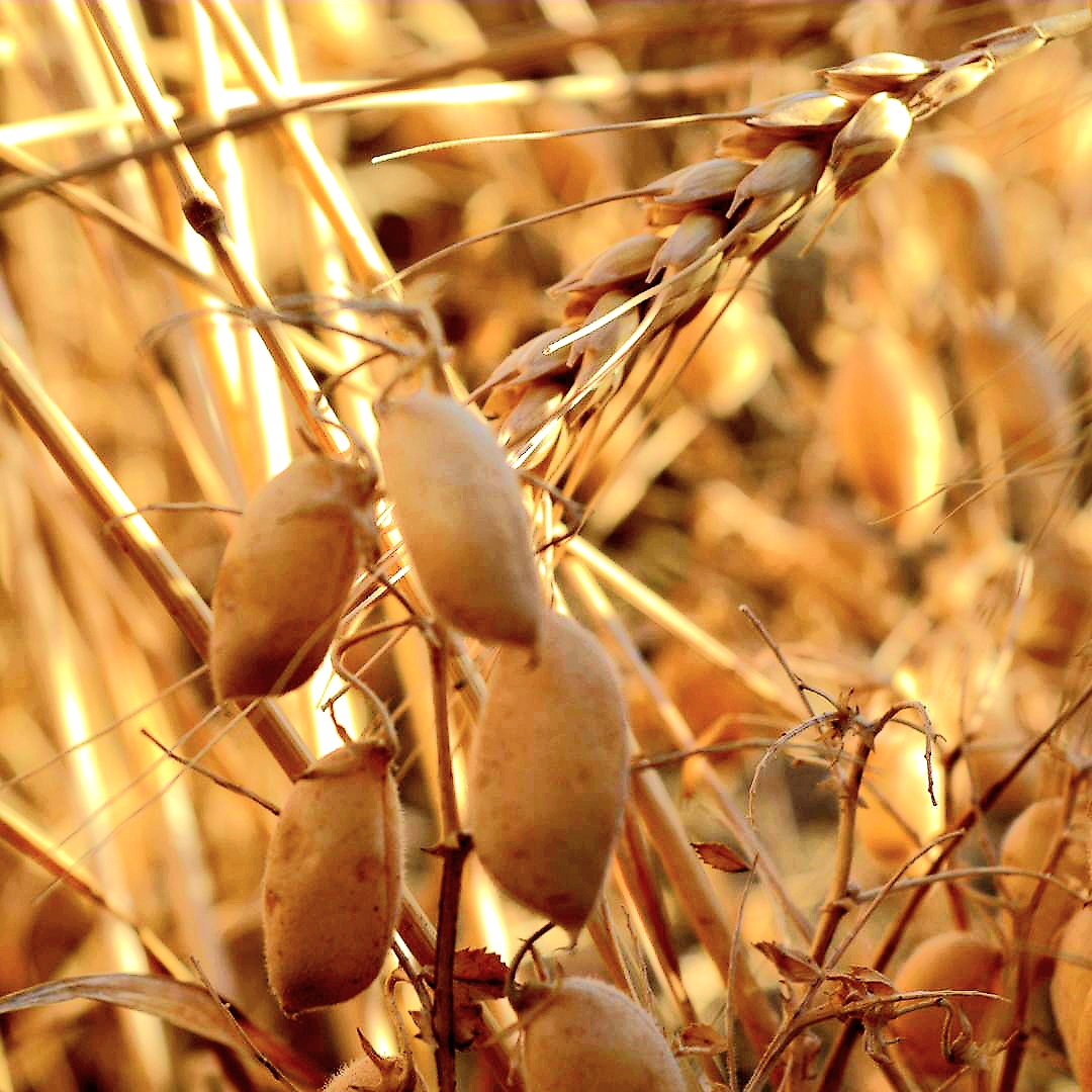 I Ceci del Cilento selezione Casa Arpaia