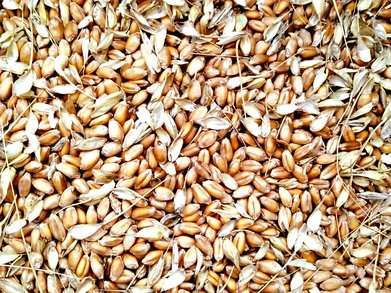 La farina del Cilento