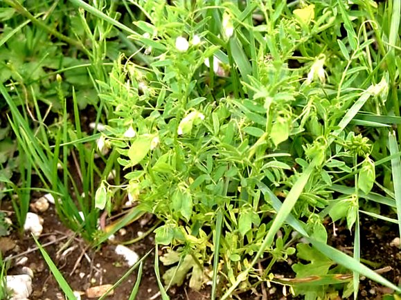 Le lenticchie del Cilento