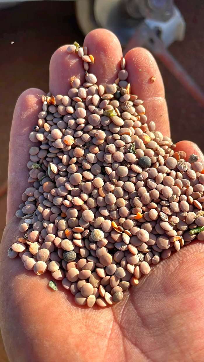 Le lenticchie del Cilento