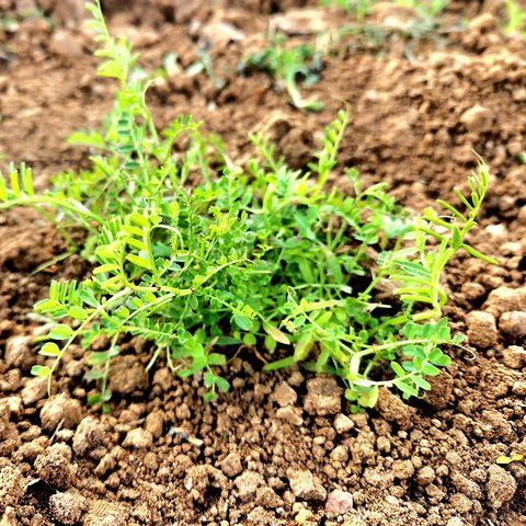 Le lenticchie del Cilento