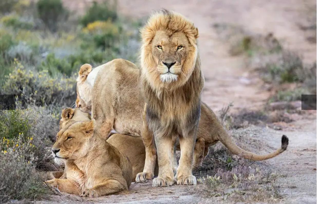 Aquila Private Game Reserve Safari Experience