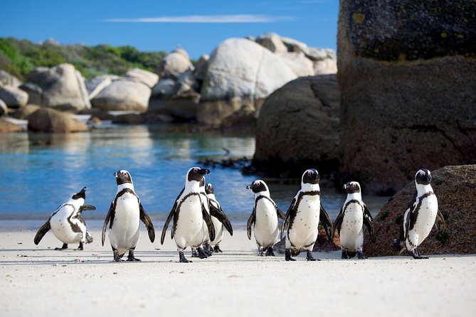 CAPE OF GOOD HOPE AND BOULDERS BEACH (PENGUINS) TOUR