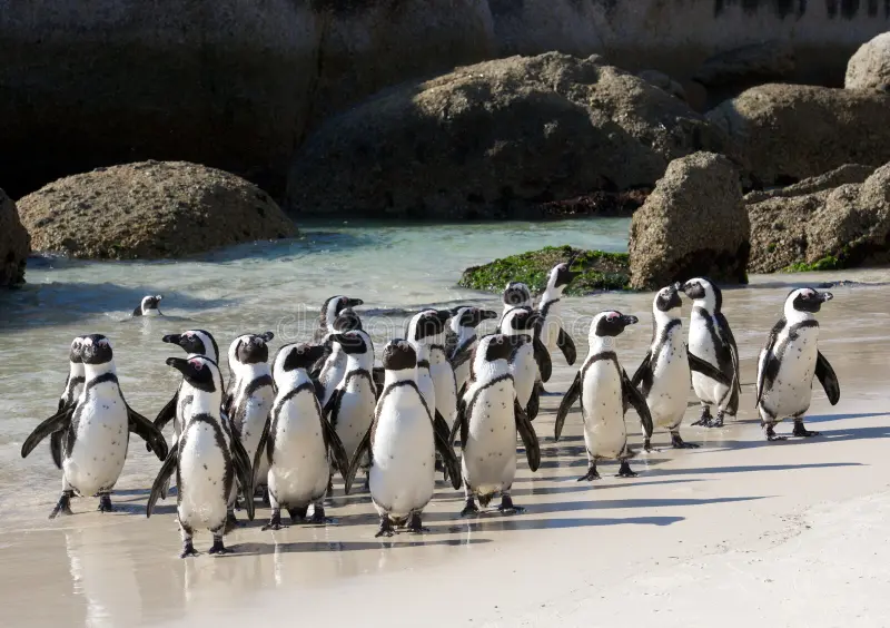 TABLE MOUNTAIN, BOULDERS BEACH (PENGUINS) AND CAPE OF GOOD HOPE