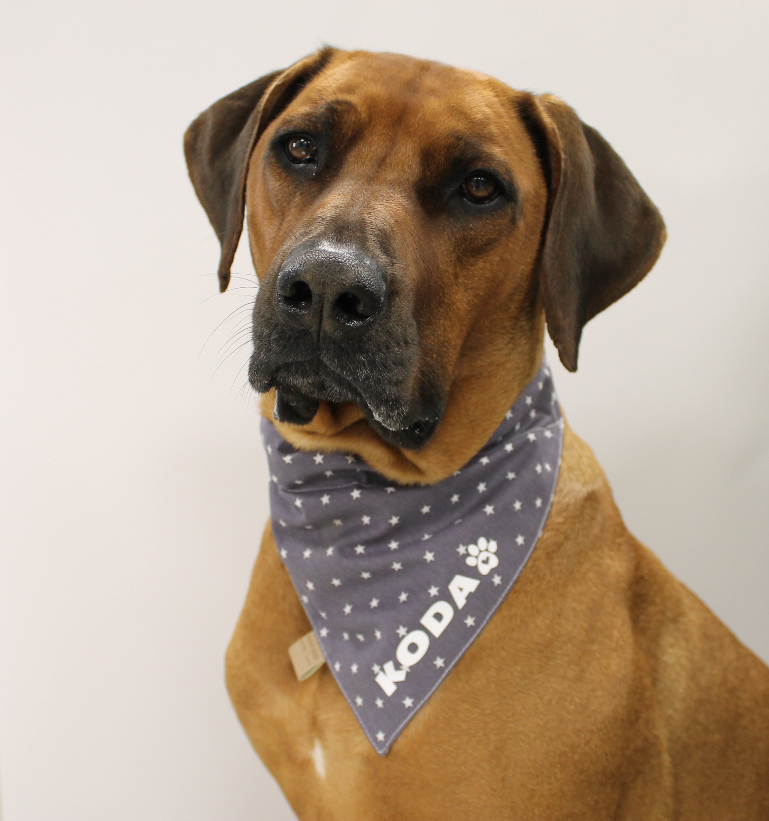 Hundehalstuch
