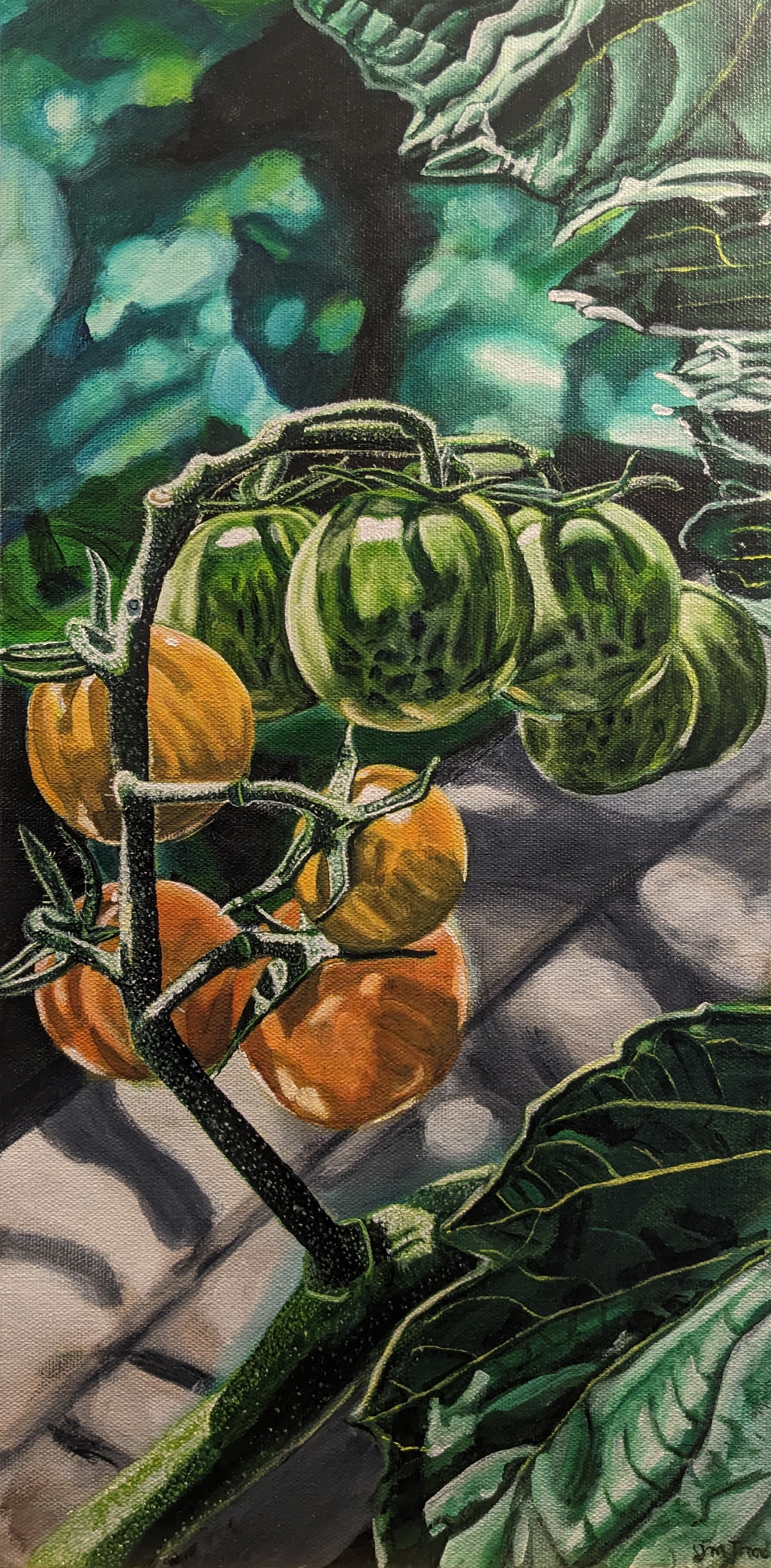 Sungold Tomatoes (20" x 10" x 0.75")