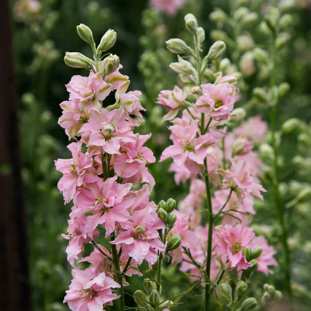 Larkspur Pink