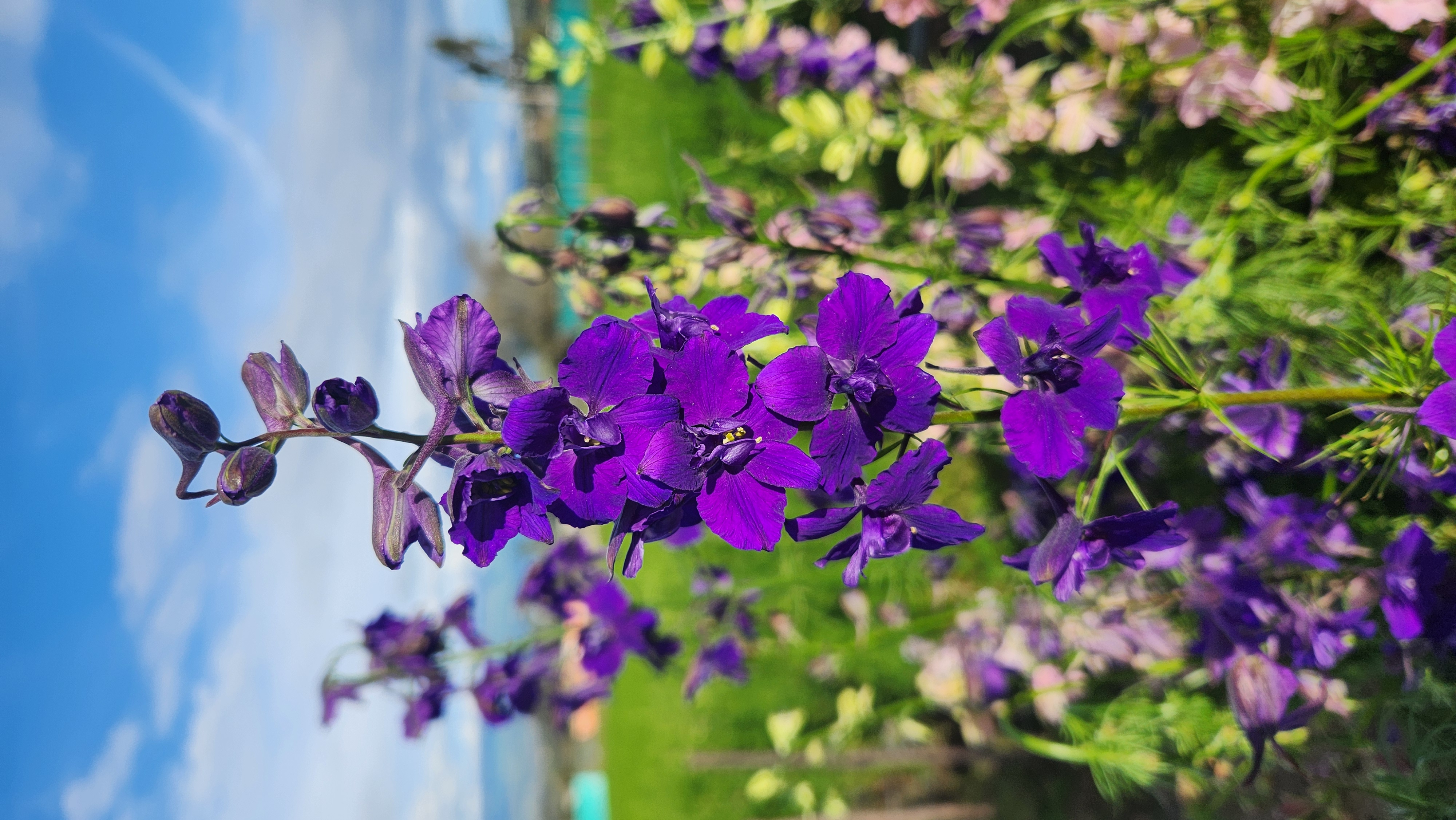Larkspur Blue