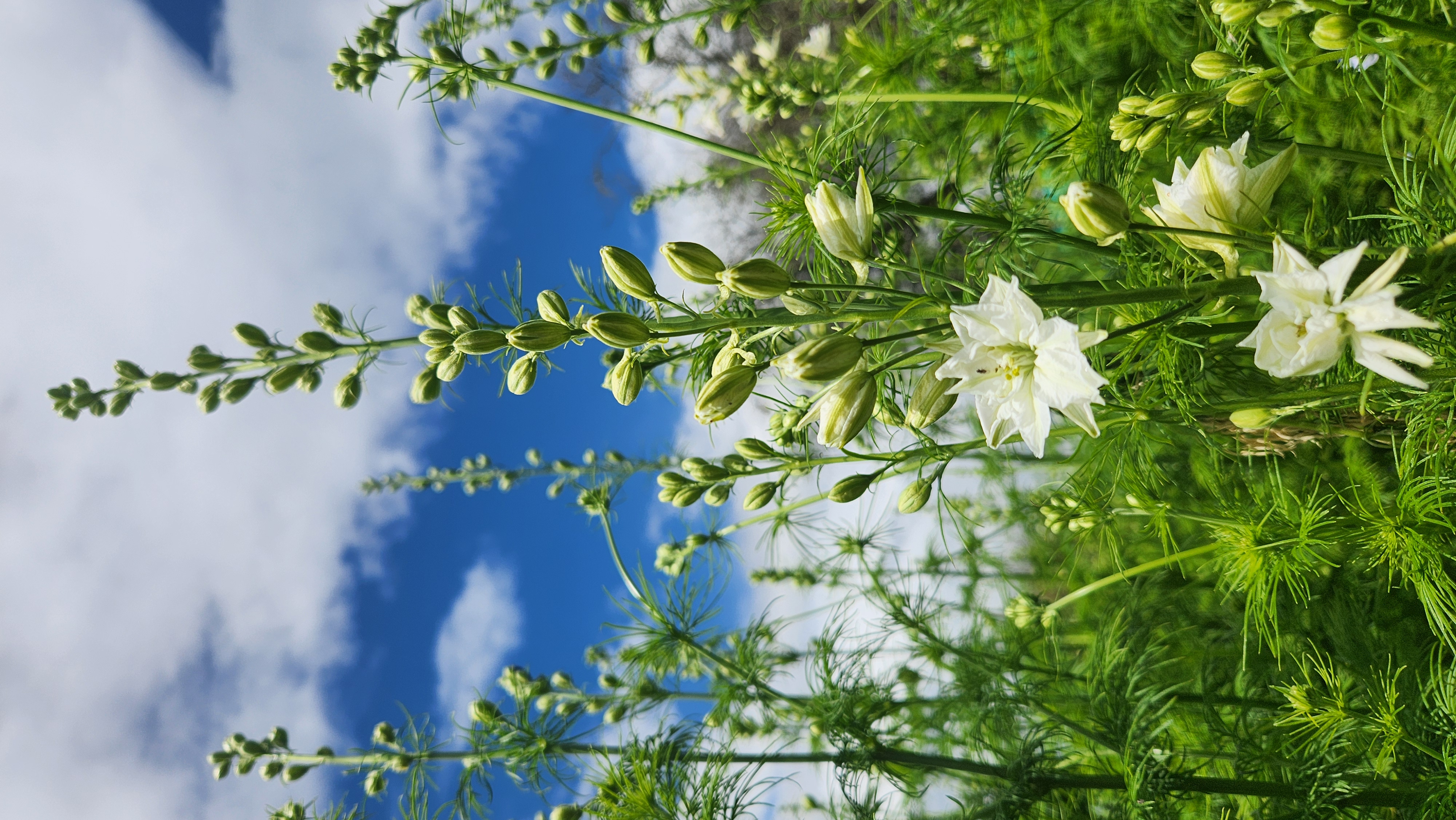 Larkspur White