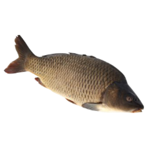 Frozen Gutted Carp kg (~1.8kg)