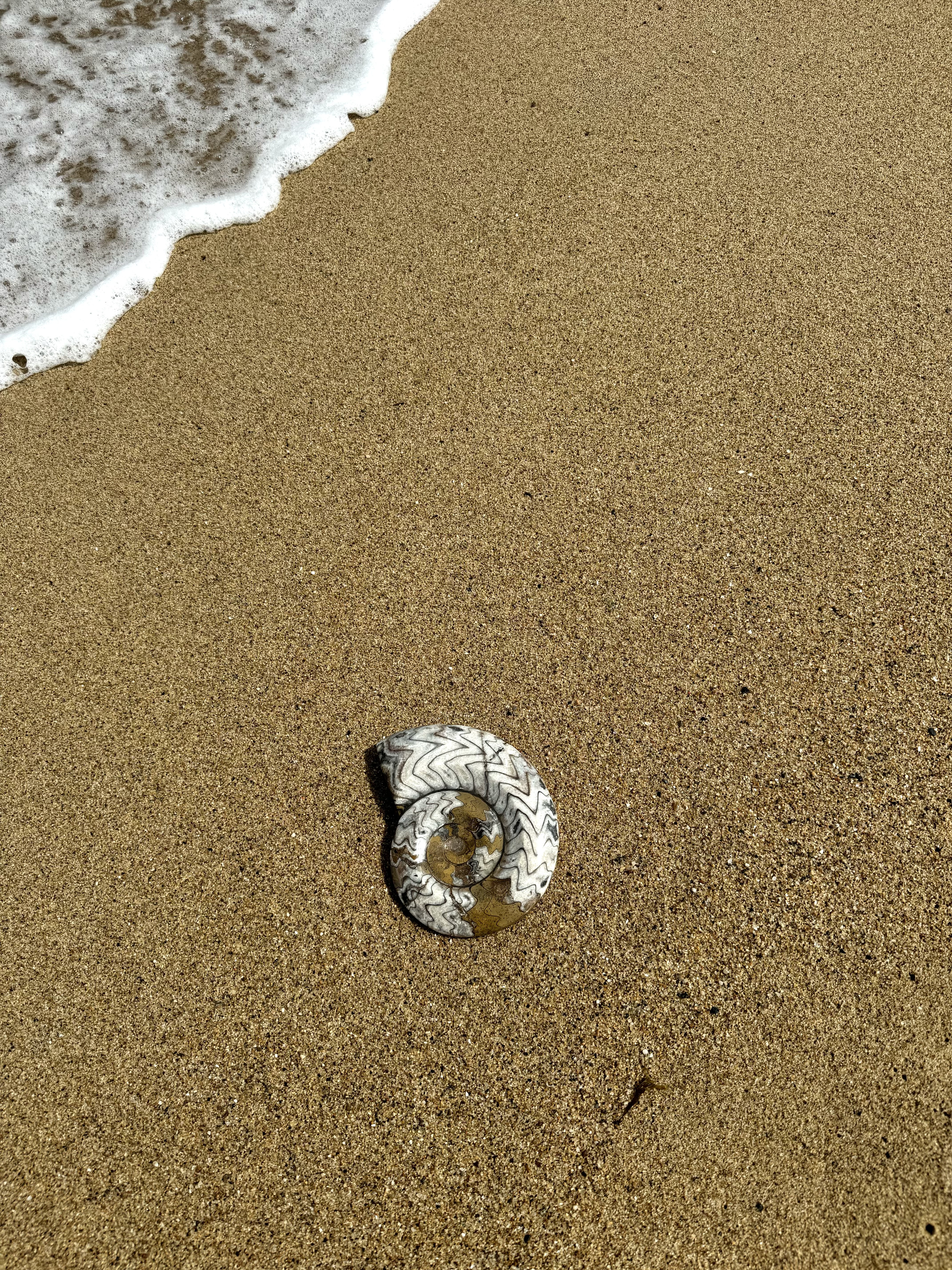 The Ammonite