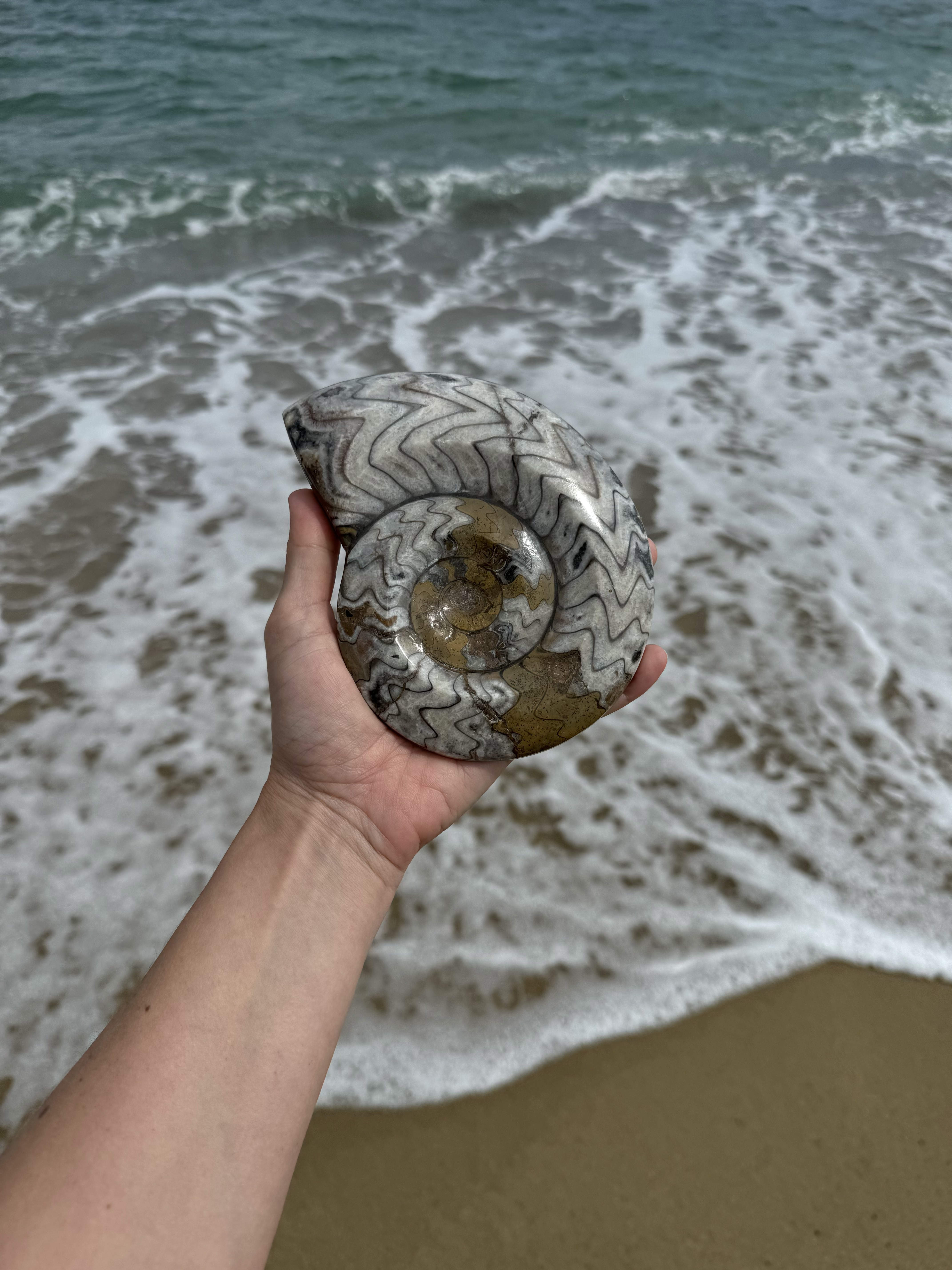 The Ammonite
