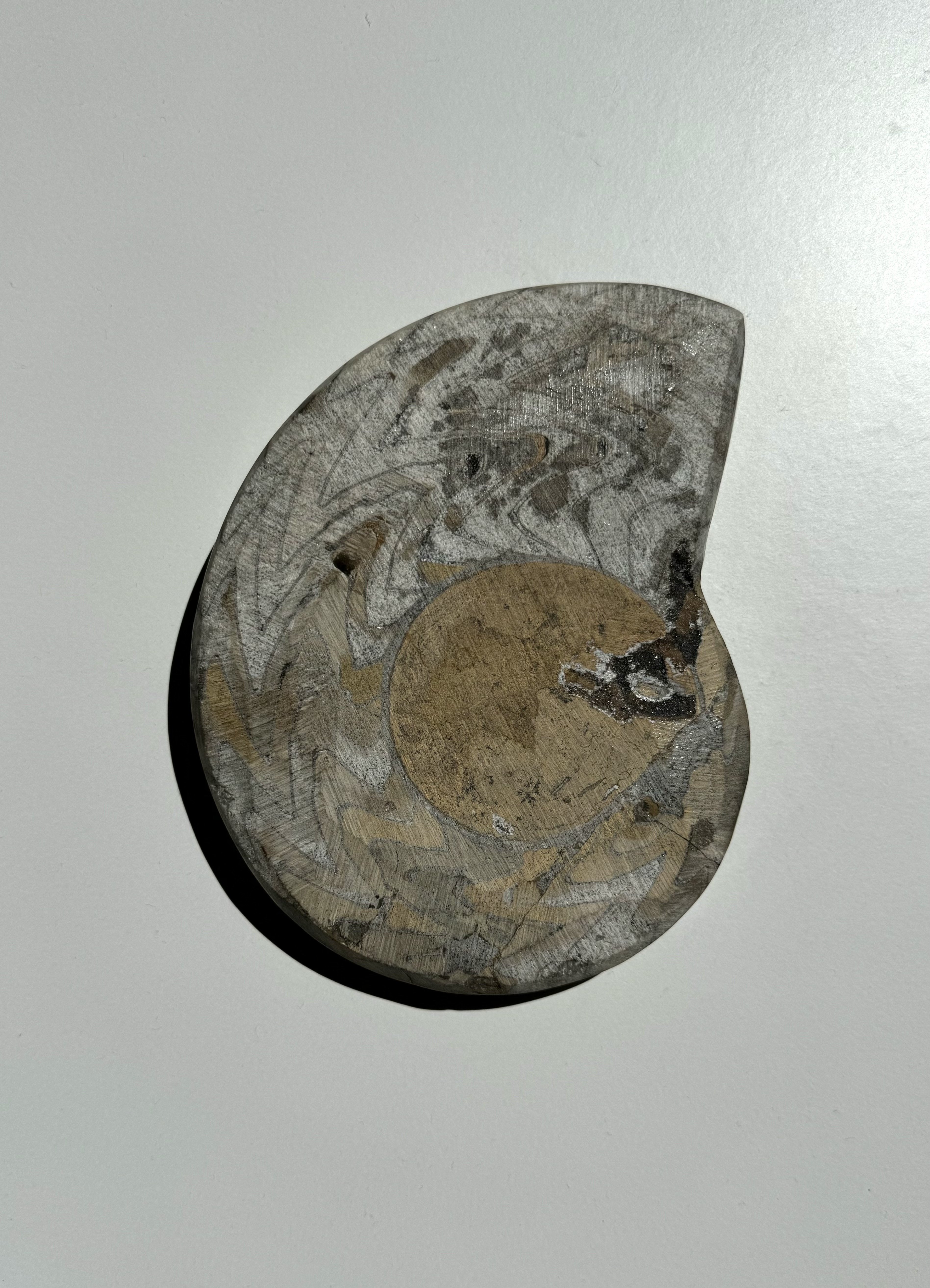 The Ammonite