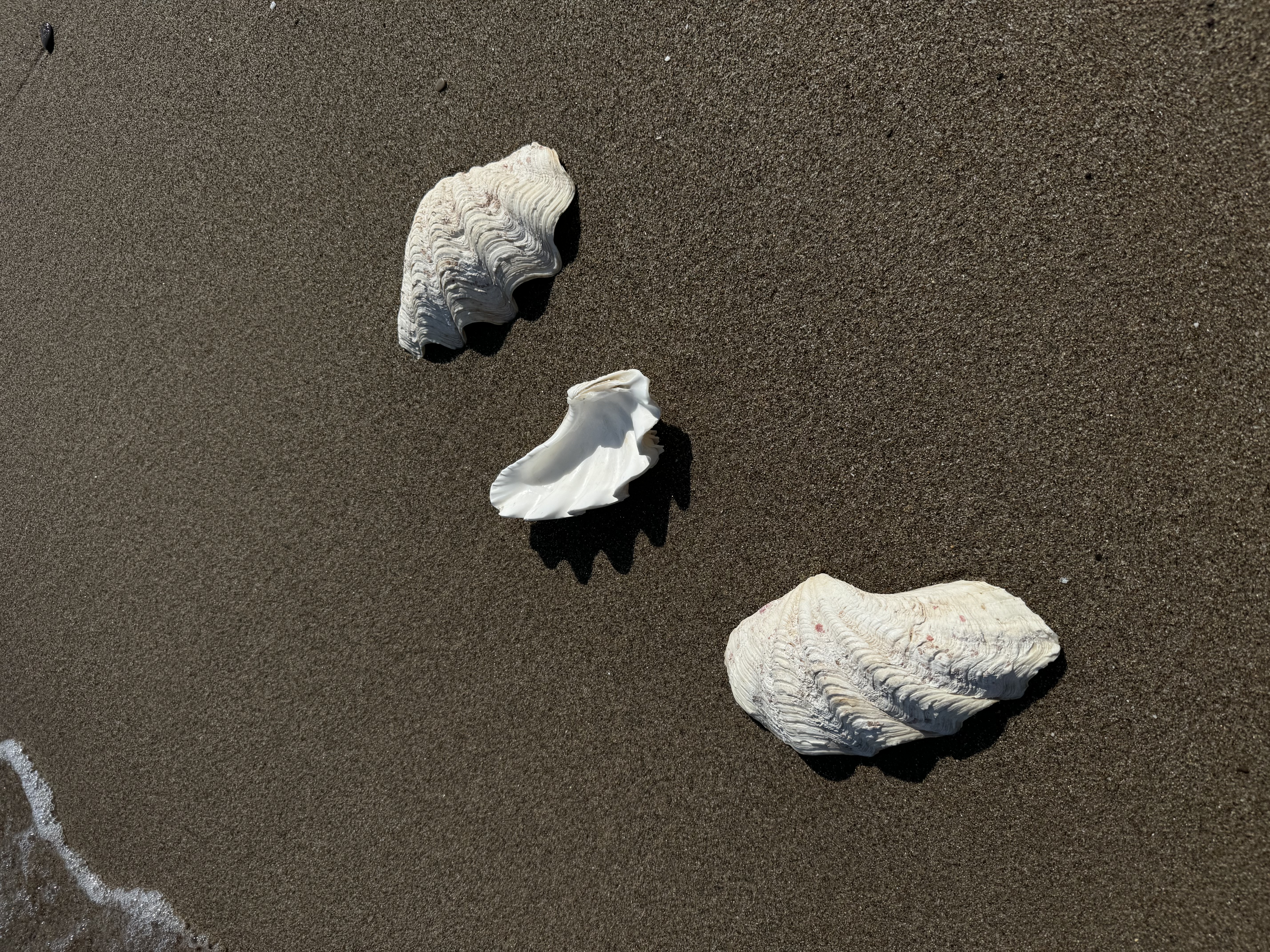 Set of 3 natural shells for small items or serving