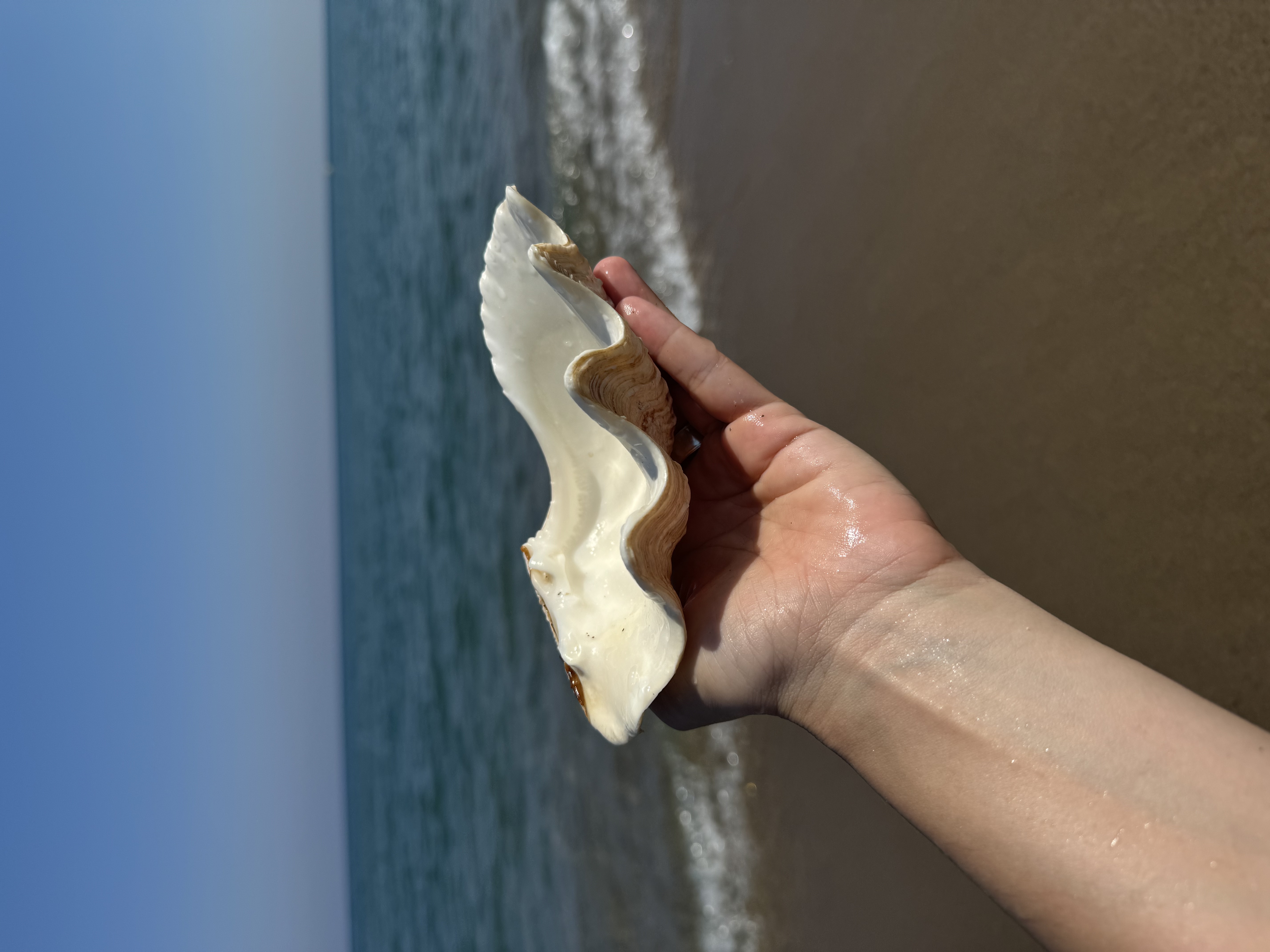 Set of 3 natural shells for small items or serving