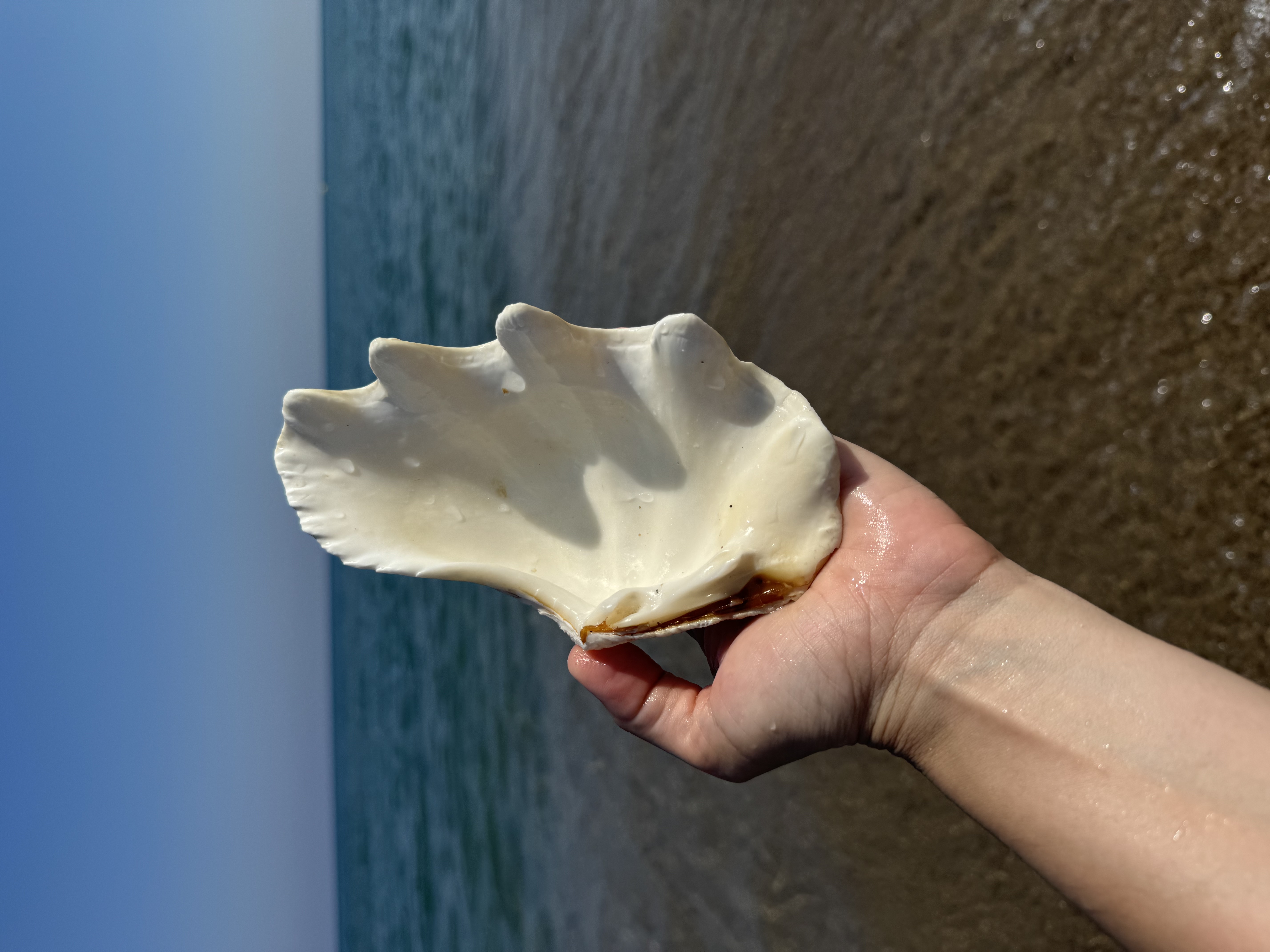 Set of 3 natural shells for small items or serving